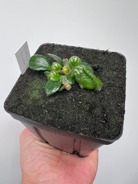 Cephalotus follicularis “Emu Pointe”