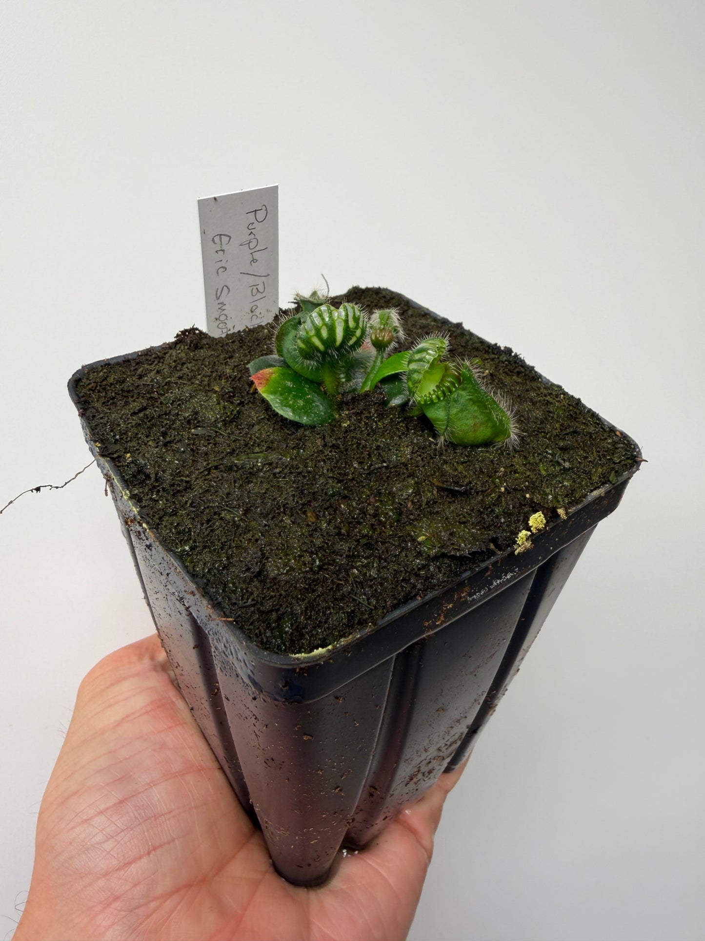 Cephalotus follicularis “Purple/Black” - Eric Smooth