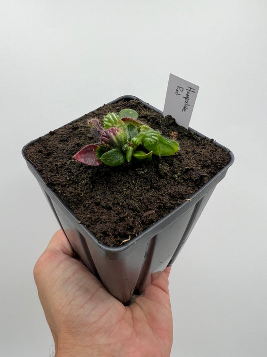 Cephalotus follicularis “Hampshire Red”