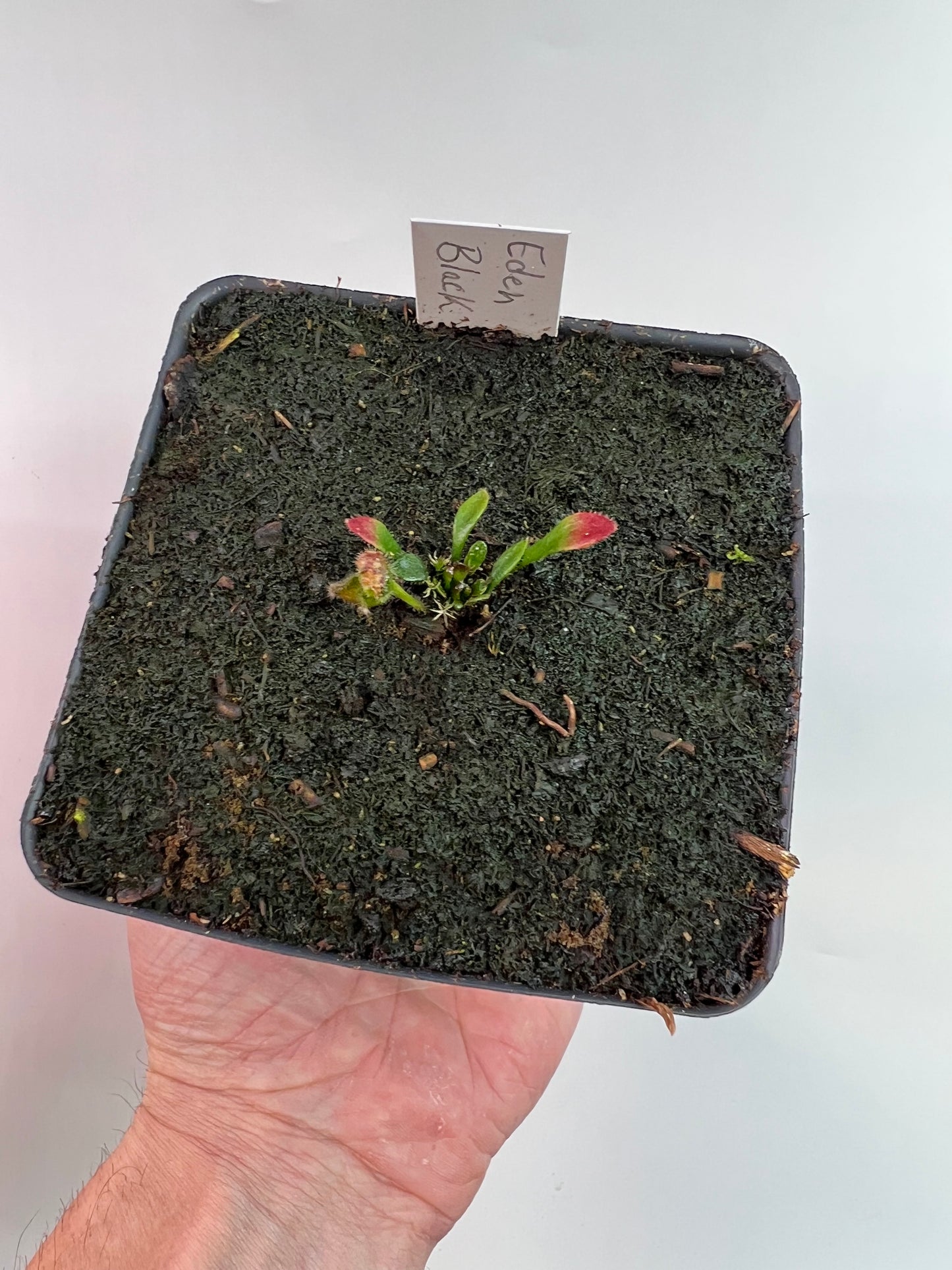 Cephalotus follicularis ‘Eden Black’ - *Rare* (small)