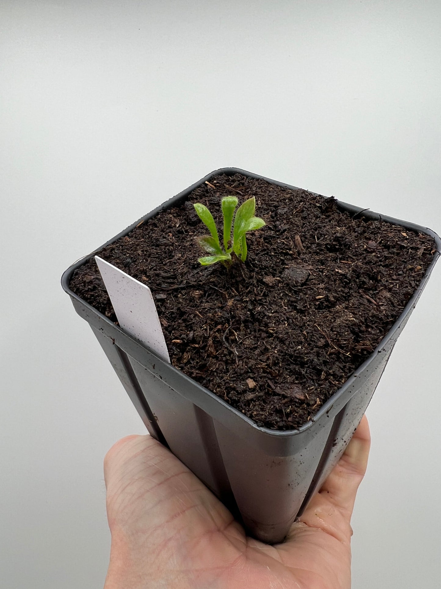 Cephalotus follicularis “Purple/Black” - Eric Smooth