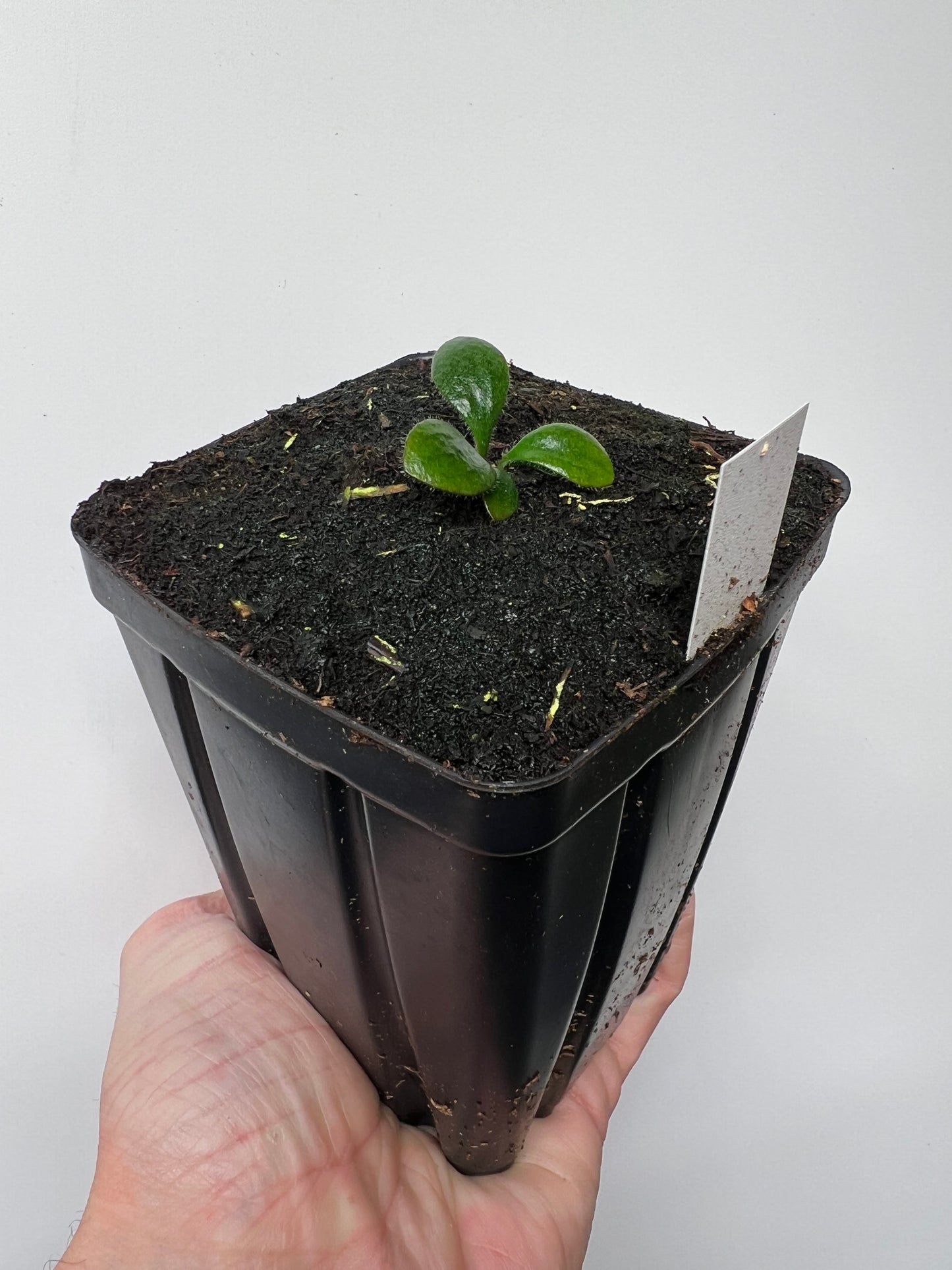 Cephalotus follicularis “David Švarc Black” - *Rare*