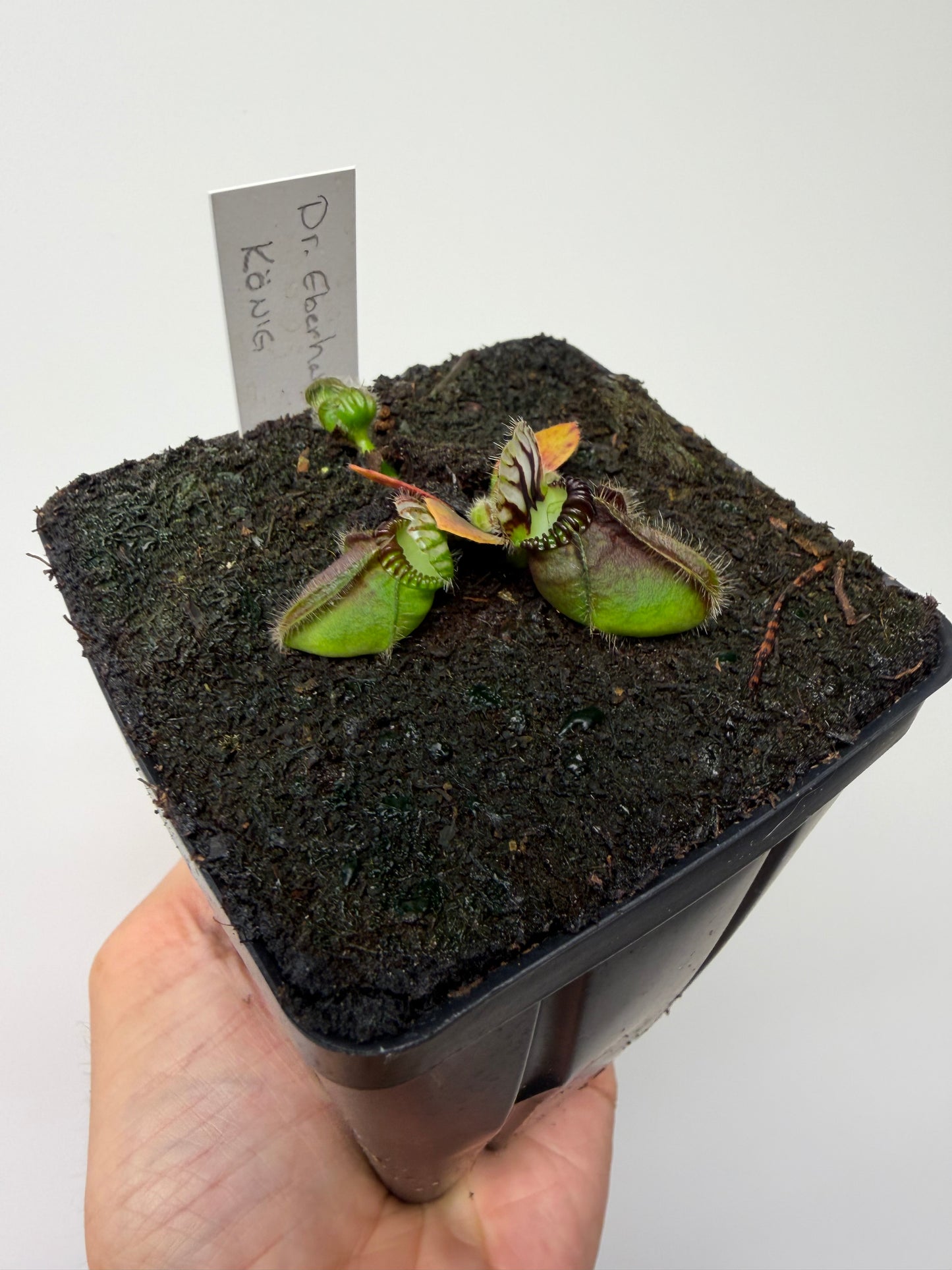 Cephalotus follicularis “Dr. Eberhard König”