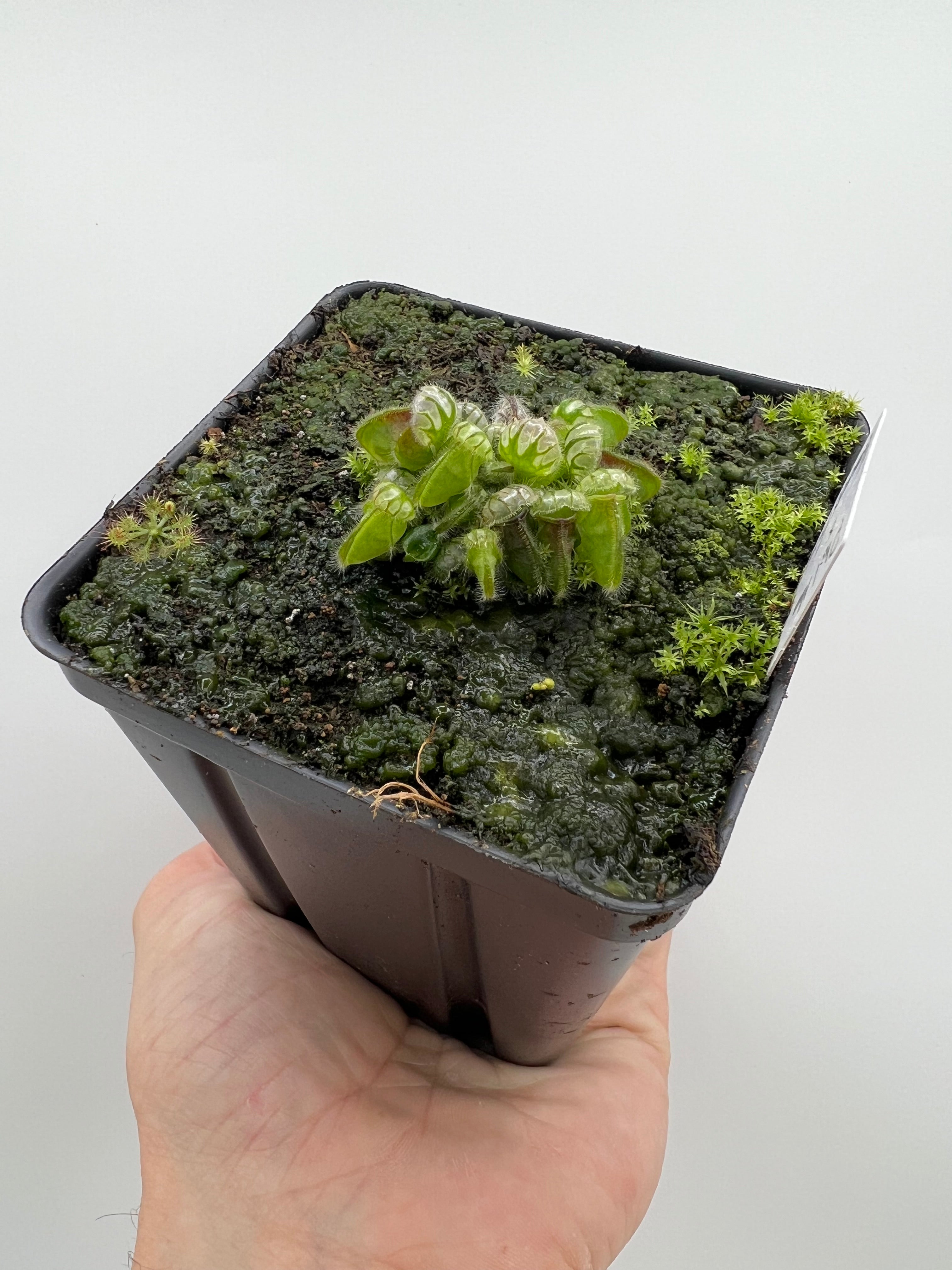 Cephalotus follicularis “Phil Mann” x “Hummers Giant” – Little