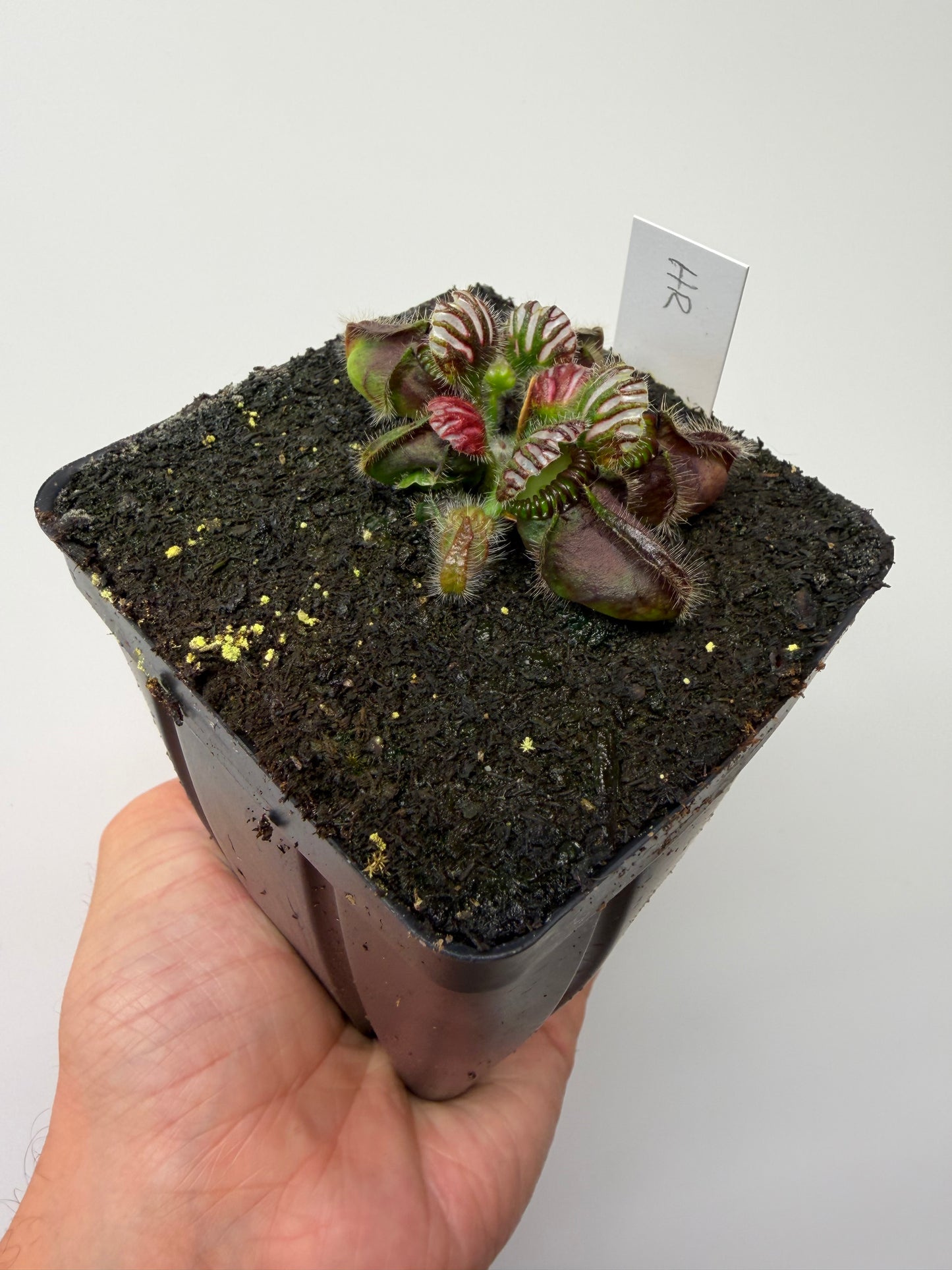 Cephalotus follicularis “Hampshire Red”
