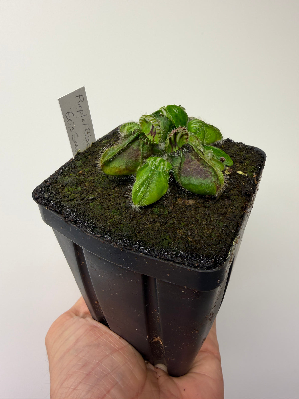Cephalotus follicularis “Purple/Black” - Eric Smooth #1