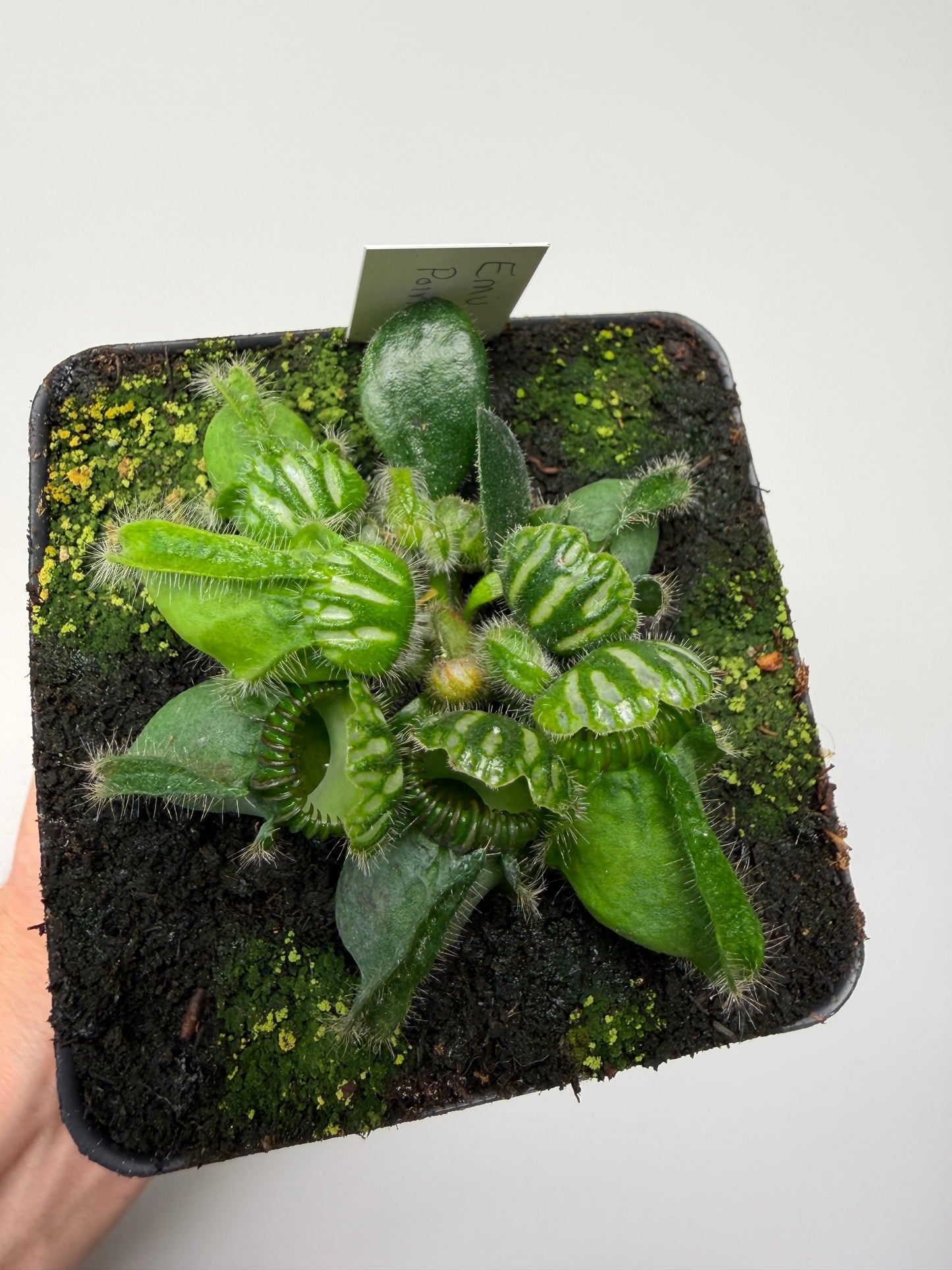 Cephalotus follicularis “Emu Pointe”