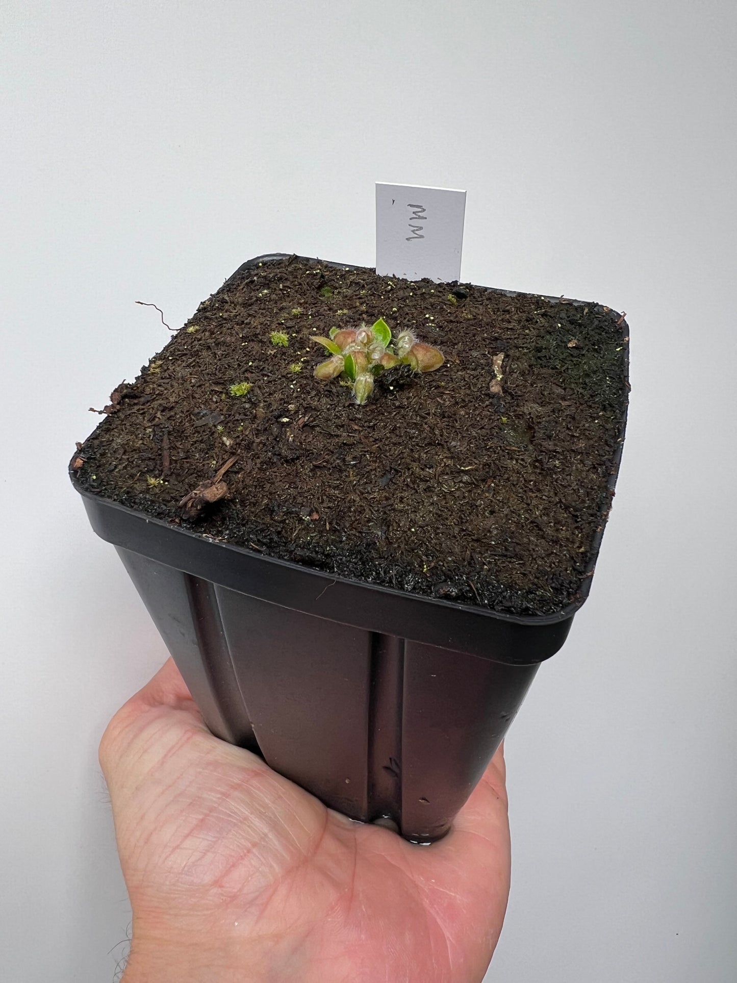 Cephalotus follicularis “Mighty Midget” - *Rare*