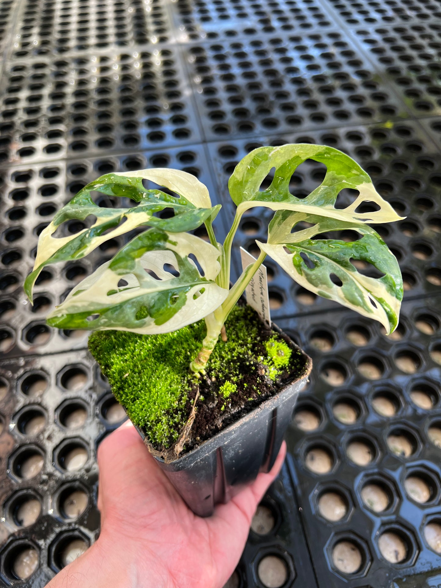 Monstera adansonii “Tricolor” LC