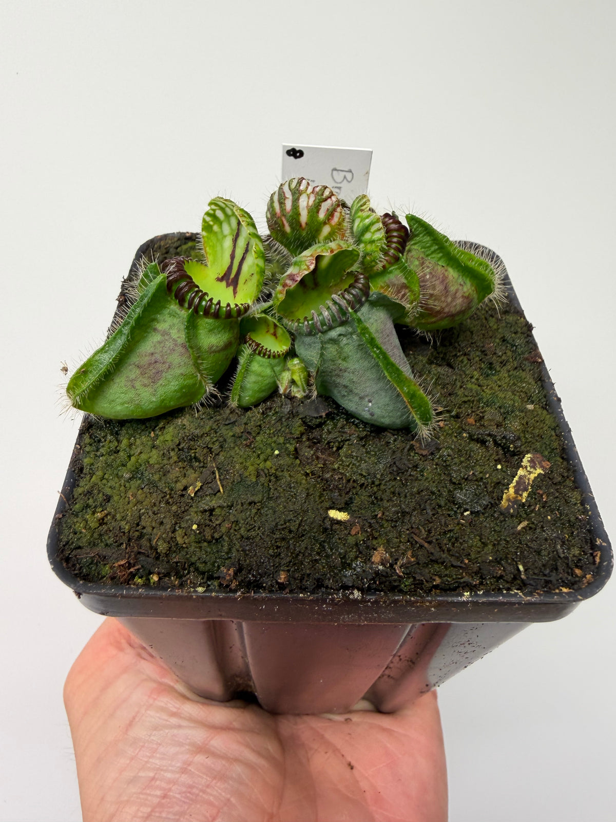Cephalotus follicularis “Broke Inlet” (8)