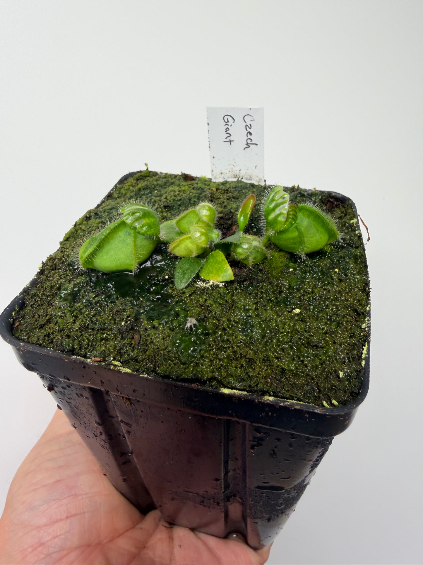 Cephalotus follicularis “Czech Giant”