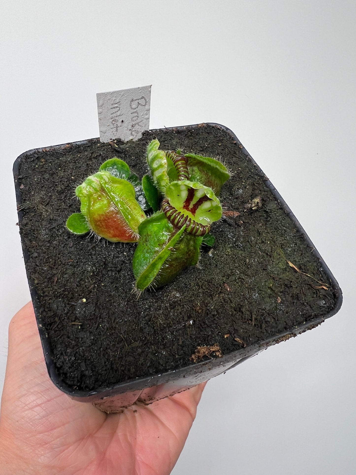 Cephalotus follicularis “Broke Inlet”
