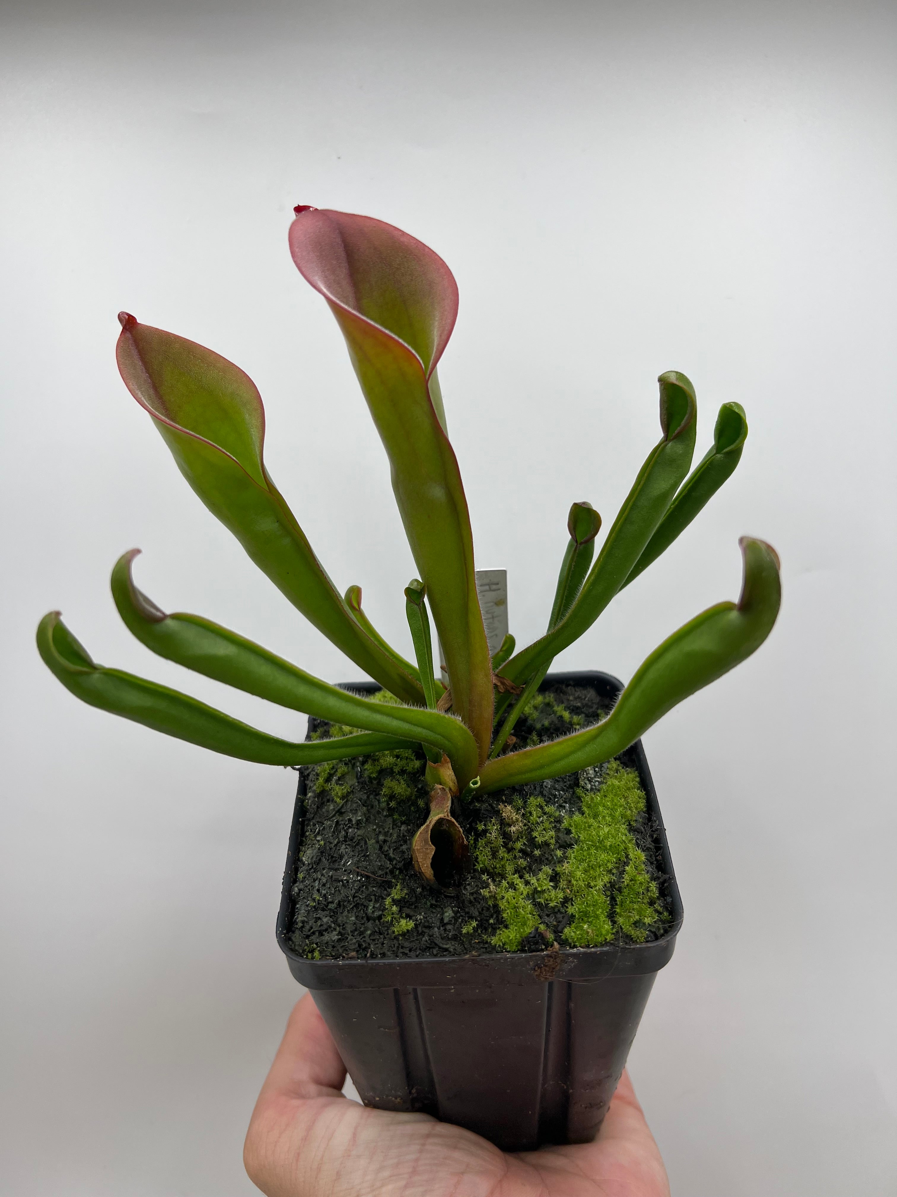 食虫植物 heliamphora nutans giant ヘリアンフォラ ヌタンス ジャイアント