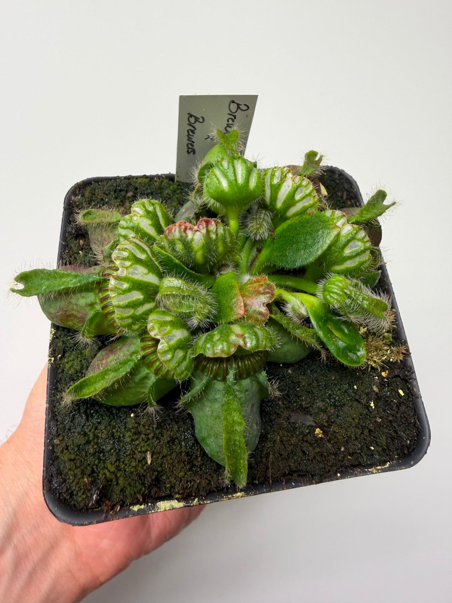 Cephalotus follicularis “Brewers Beauty” x “Brewers”