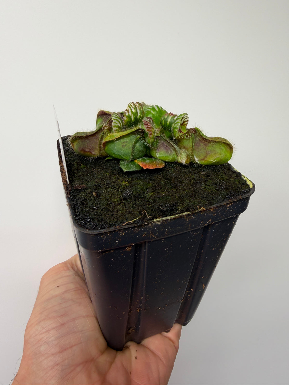 Cephalotus follicularis “Purple/Black” - Eric Smooth #5