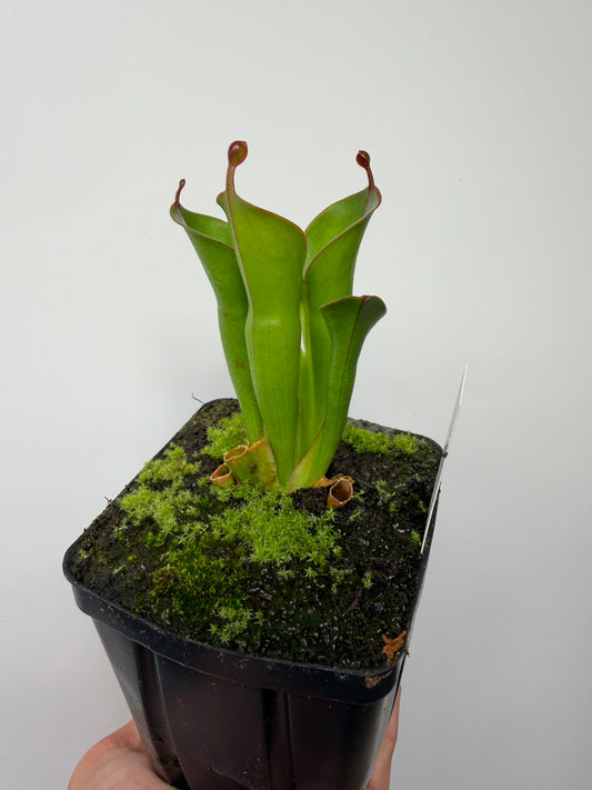 Heliamphora (heterodoxa x minor) x pulchella (Akopan)