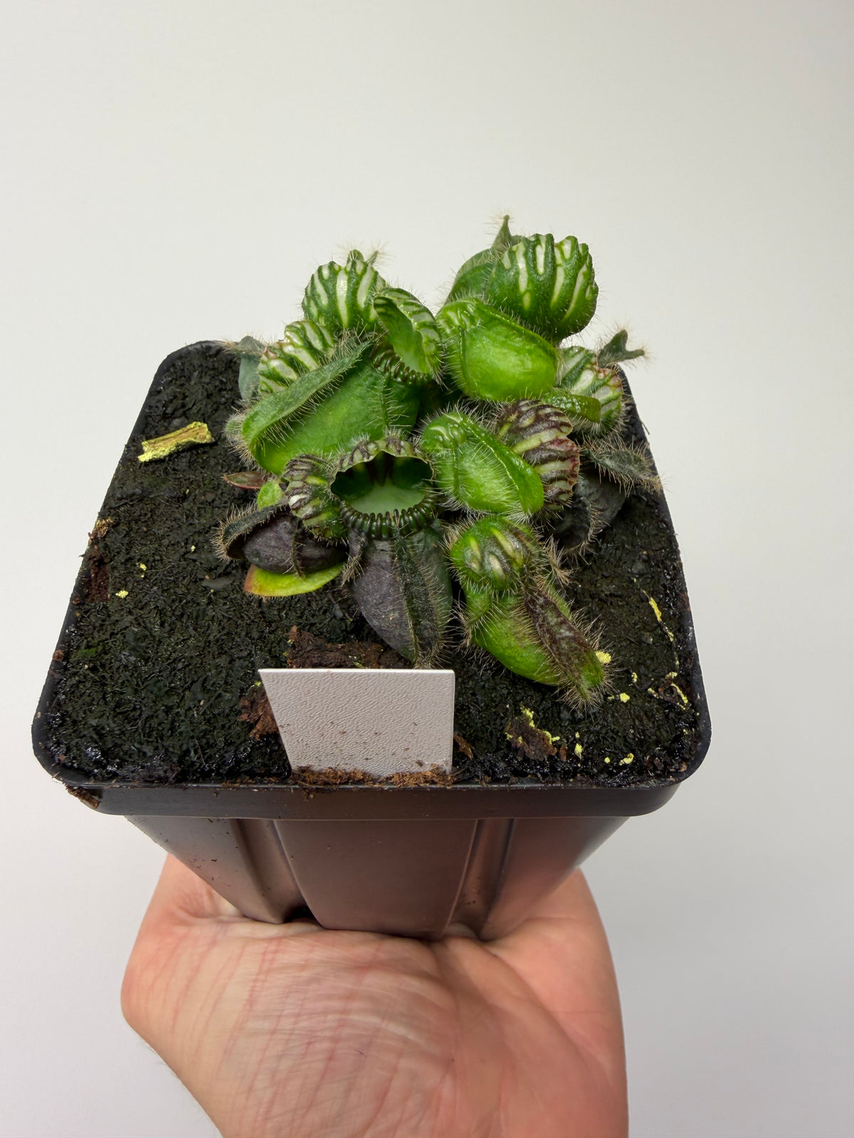 Cephalotus follicularis “Emu Pointe” #4