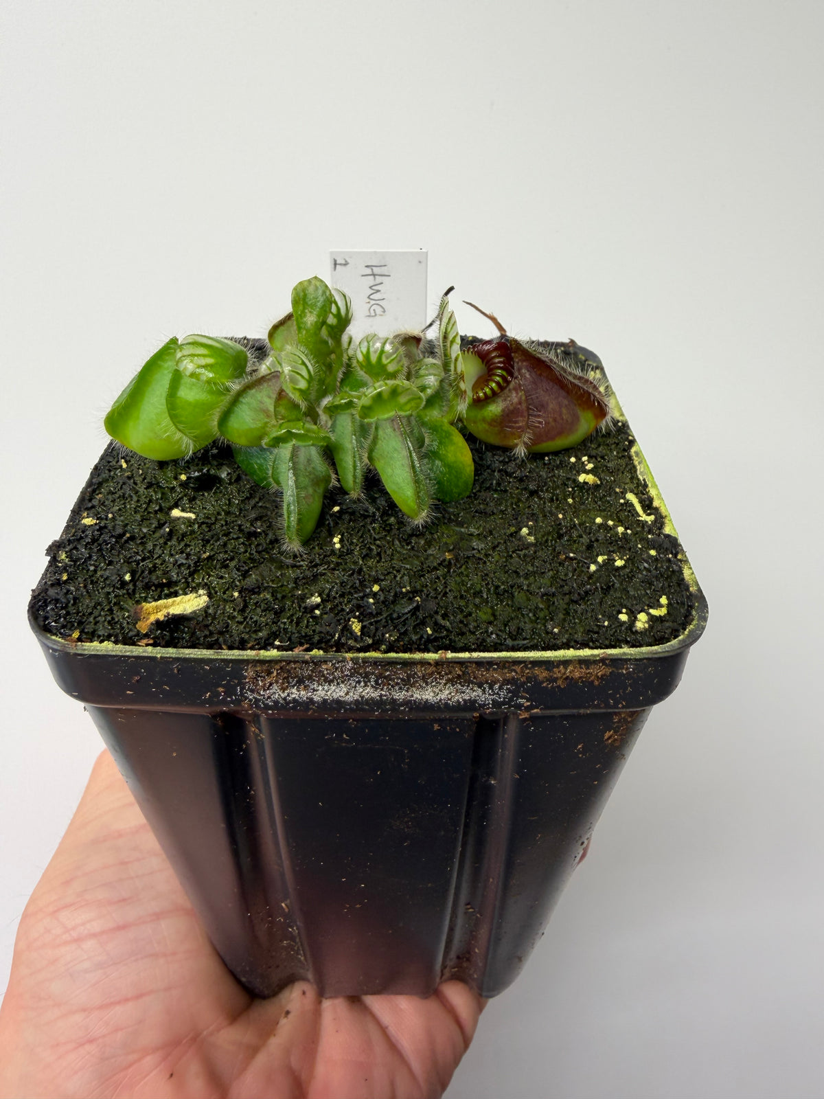 Cephalotus follicularis “Harald Weiner Giant” (aka True Giant) #1 - *Rare*