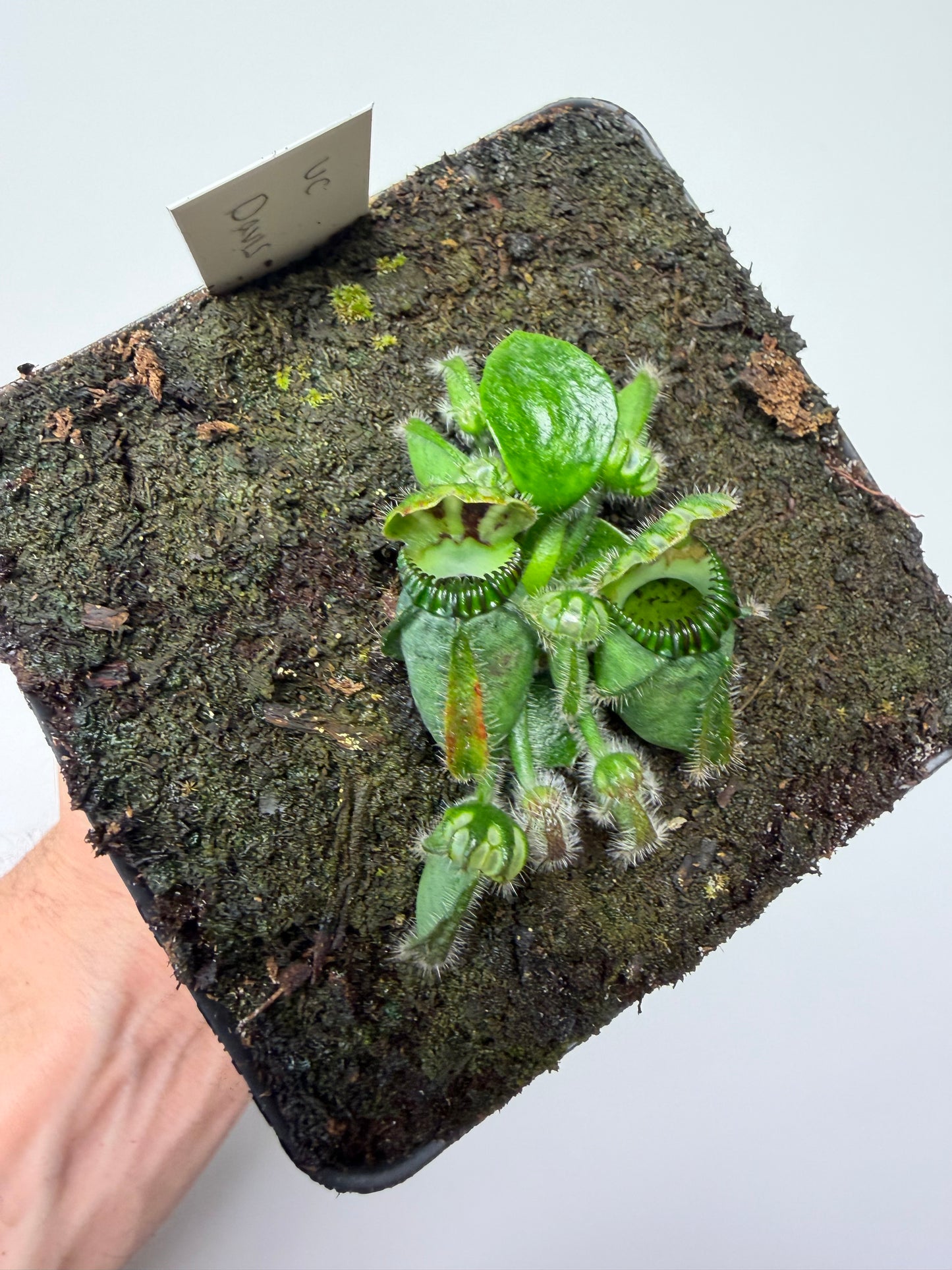 Cephalotus follicularis “UC Davis”
