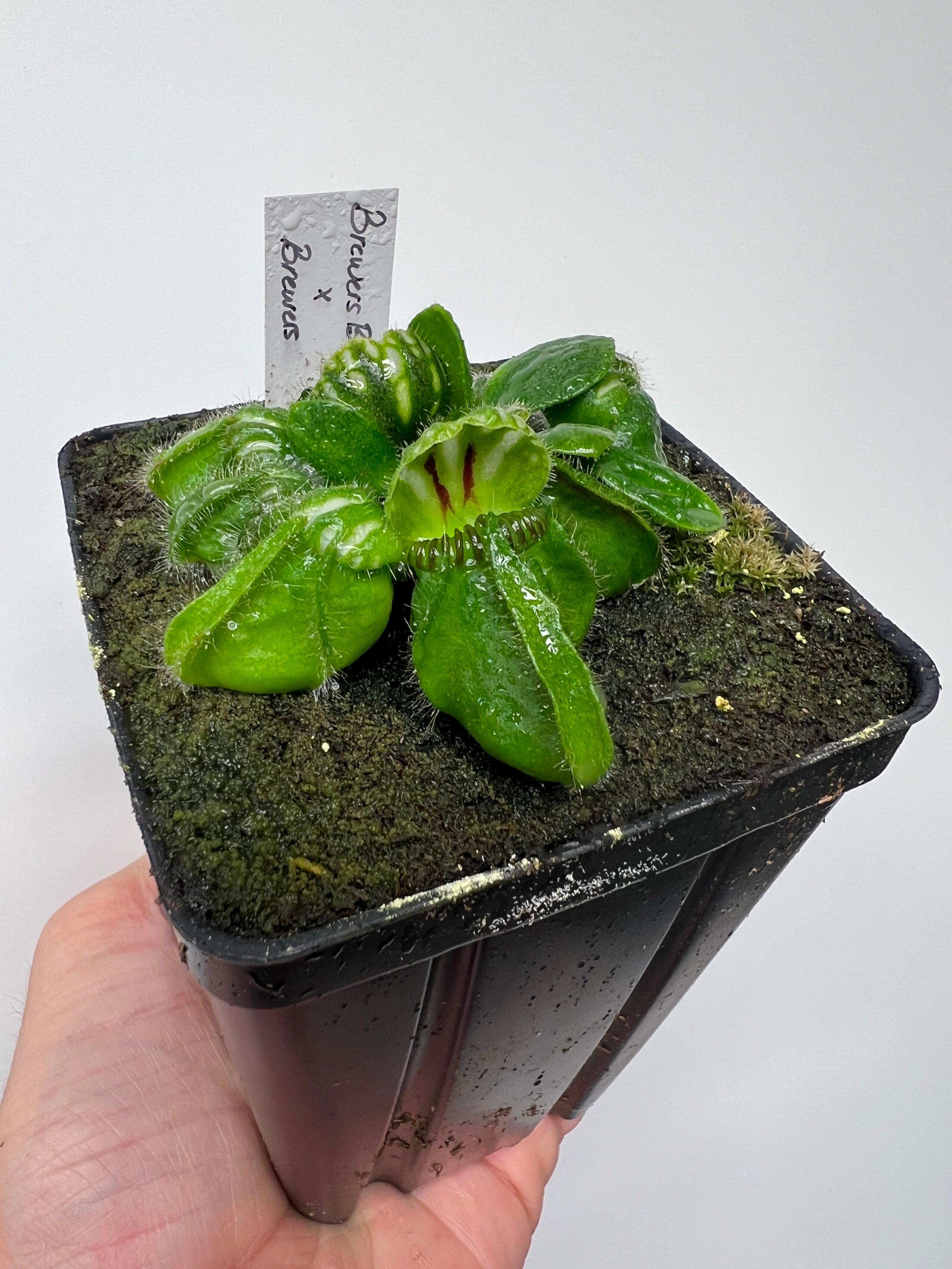 Cephalotous follicularis (Albany Pitcher Plant) – Little Carnivores
