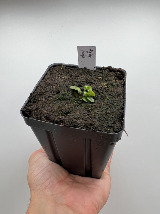 Cephalotus follicularis “Mighty Midget” - *Rare*