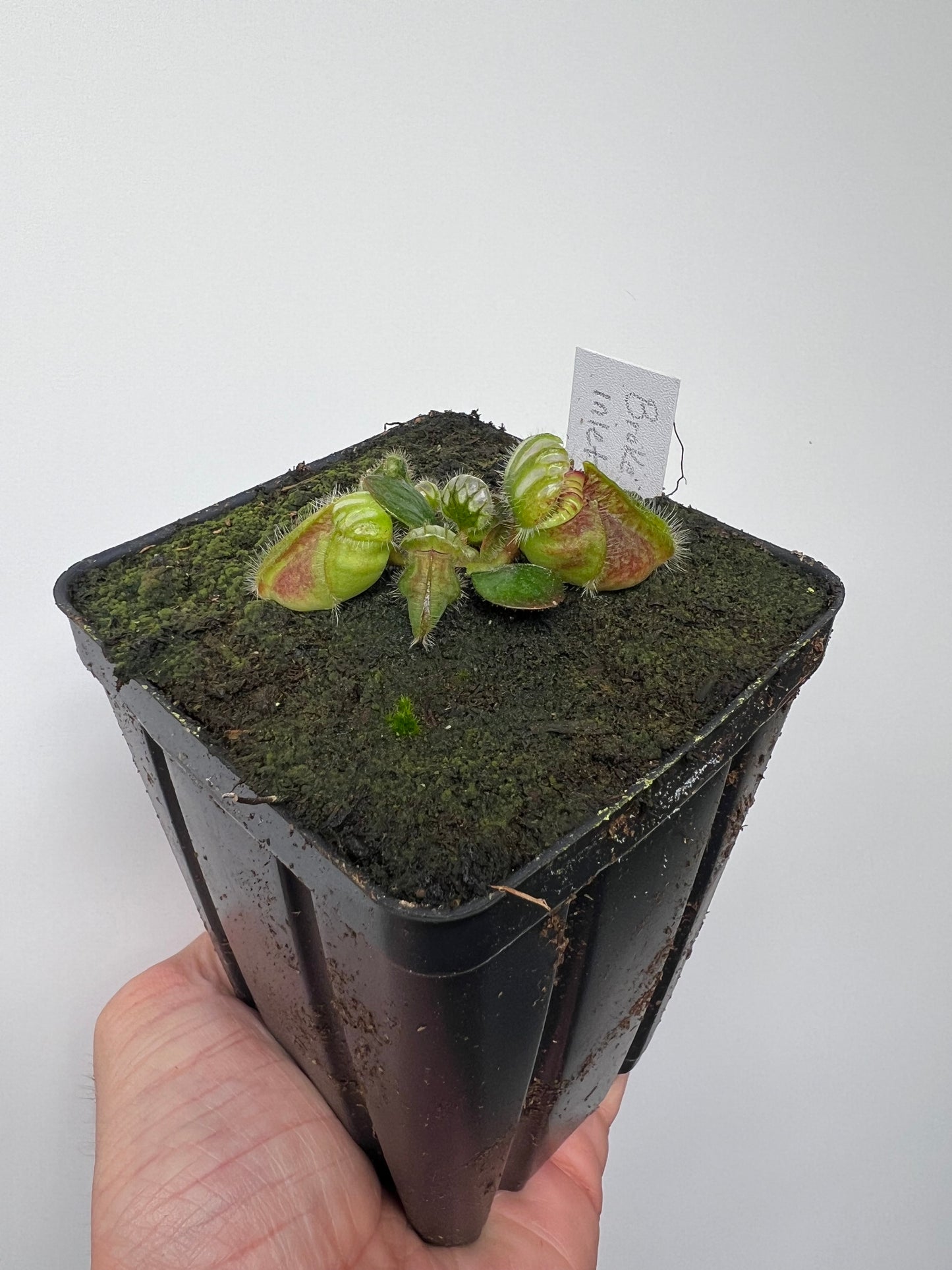 Cephalotus follicularis “Broke Inlet”