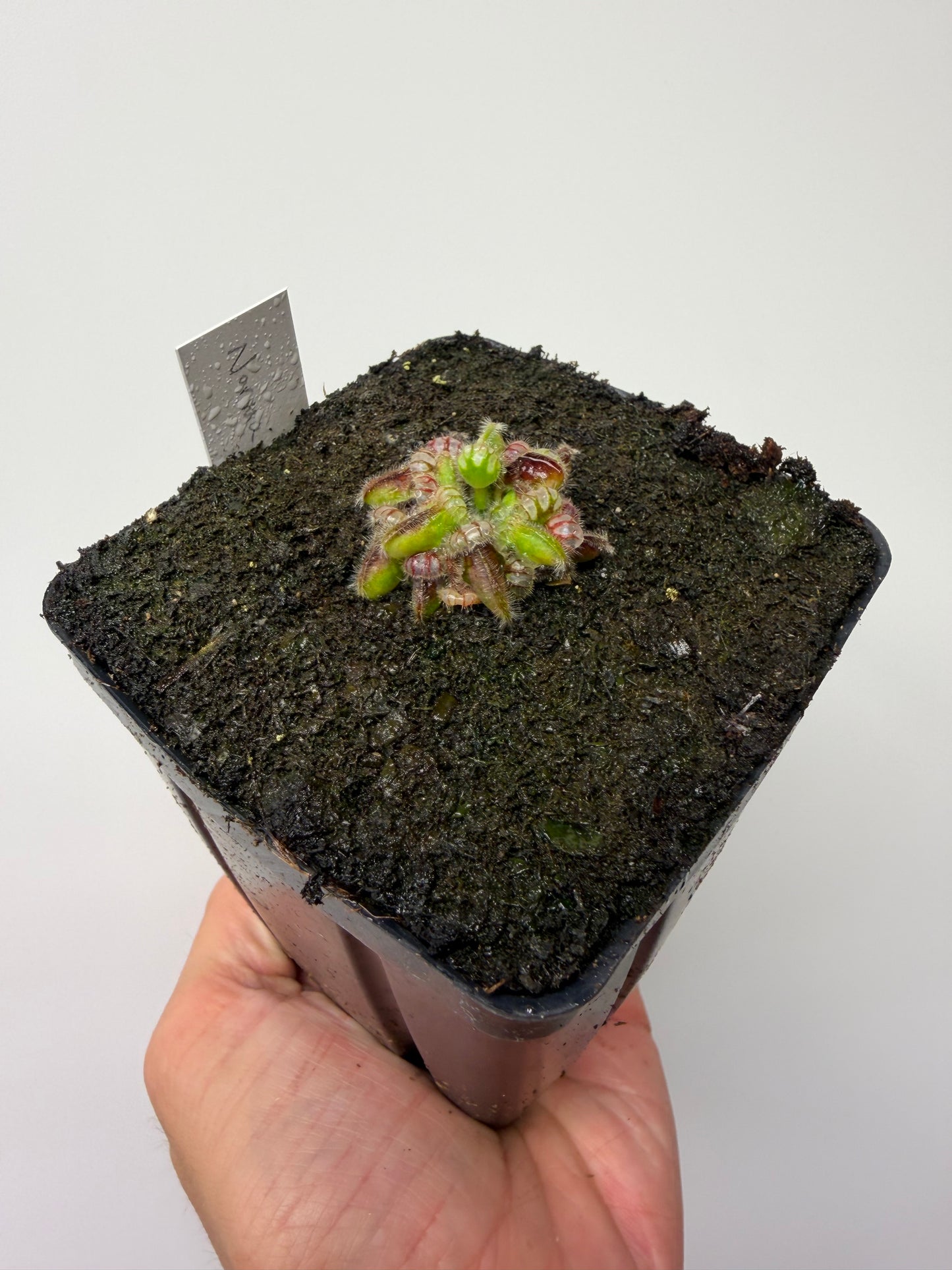 Cephalotus follicularis “Norma”