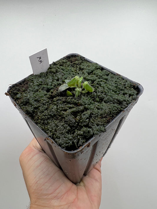 Cephalotus follicularis “Mighty Midget” - *Rare*