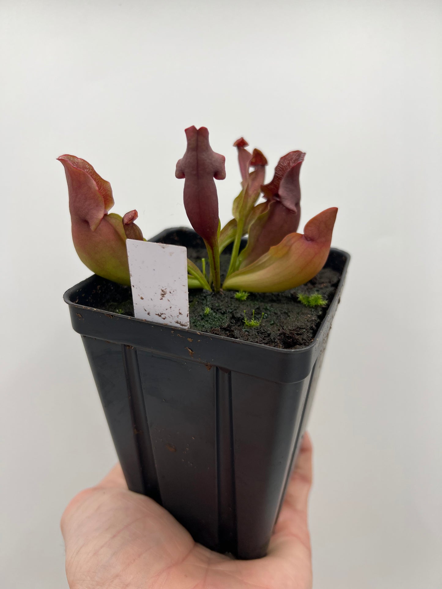 Sarracenia purpurea ‘Brunswick Beauty’ - True Cultivar