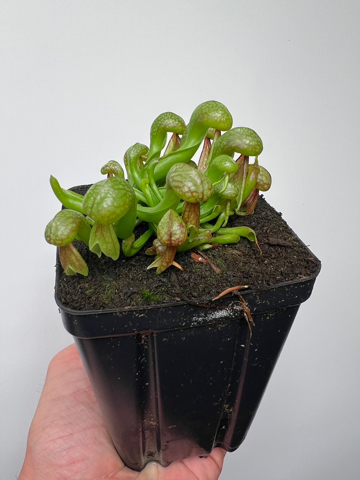 Darlingtonia californica (Cobra Pitcher Plant) - Seed Grown #212