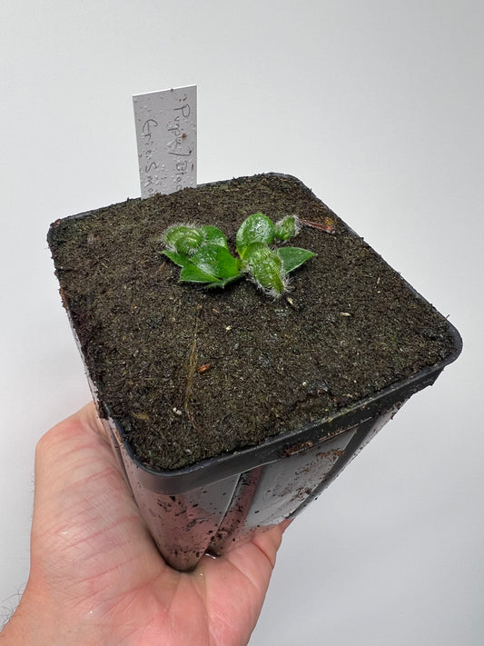 Cephalotus follicularis “Purple/Black” - Eric Smooth