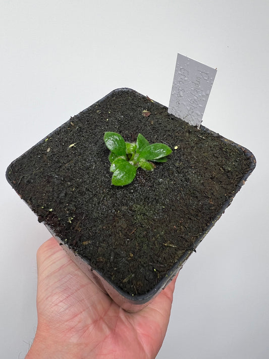Cephalotus follicularis “Purple/Black” - Eric Smooth