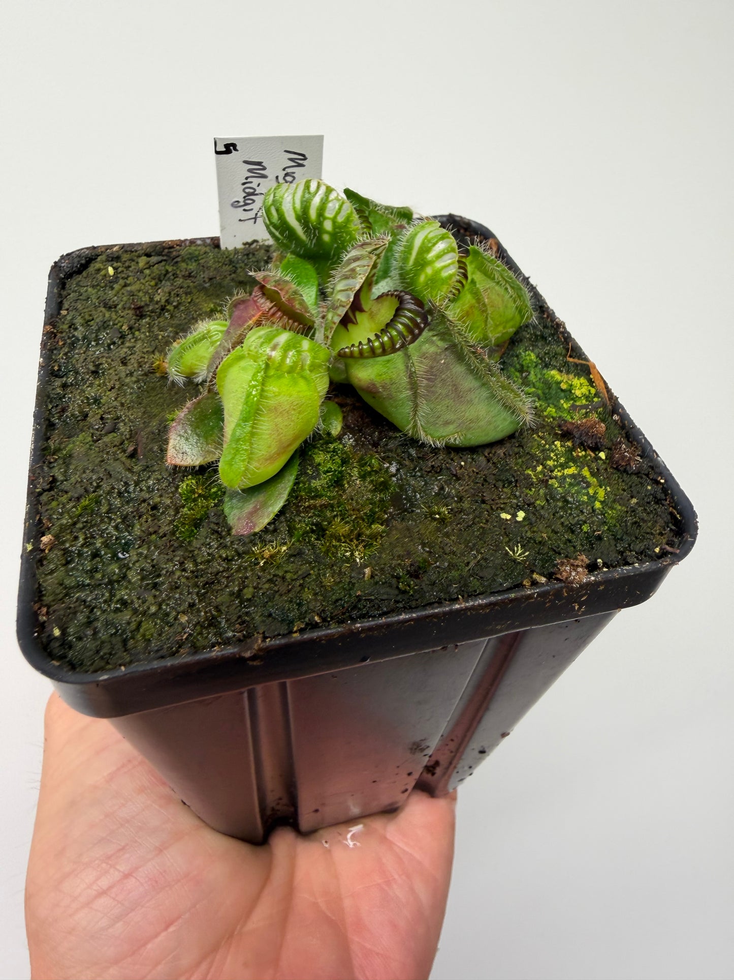 Cephalotus follicularis “Mighty Midget” - *Rare* (5)