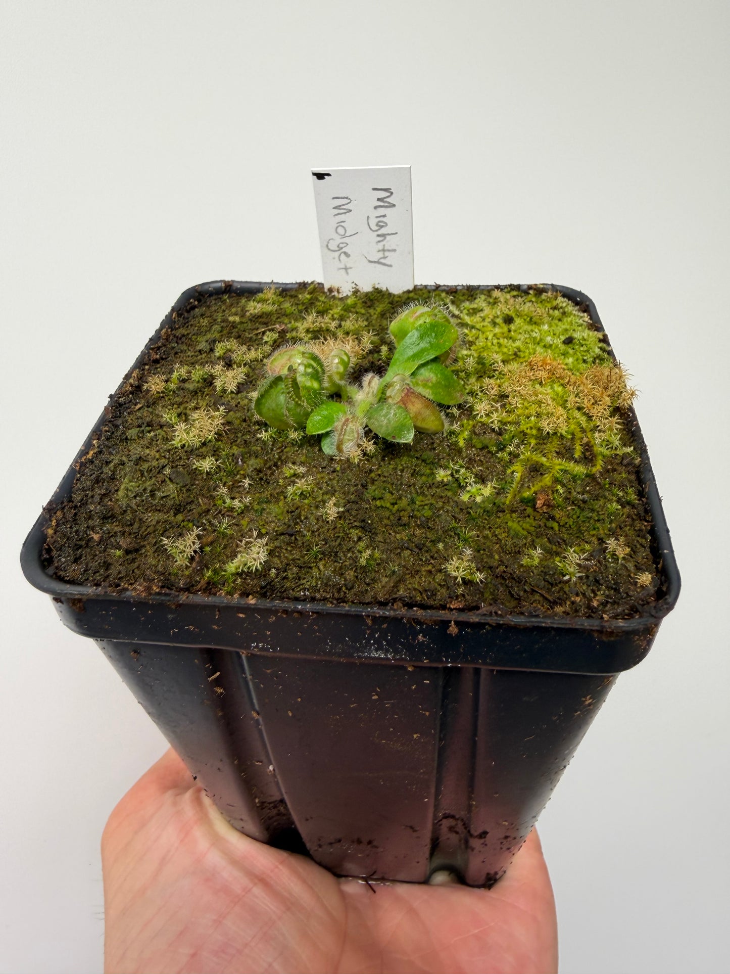 Cephalotus follicularis “Mighty Midget” - *Rare* (6)