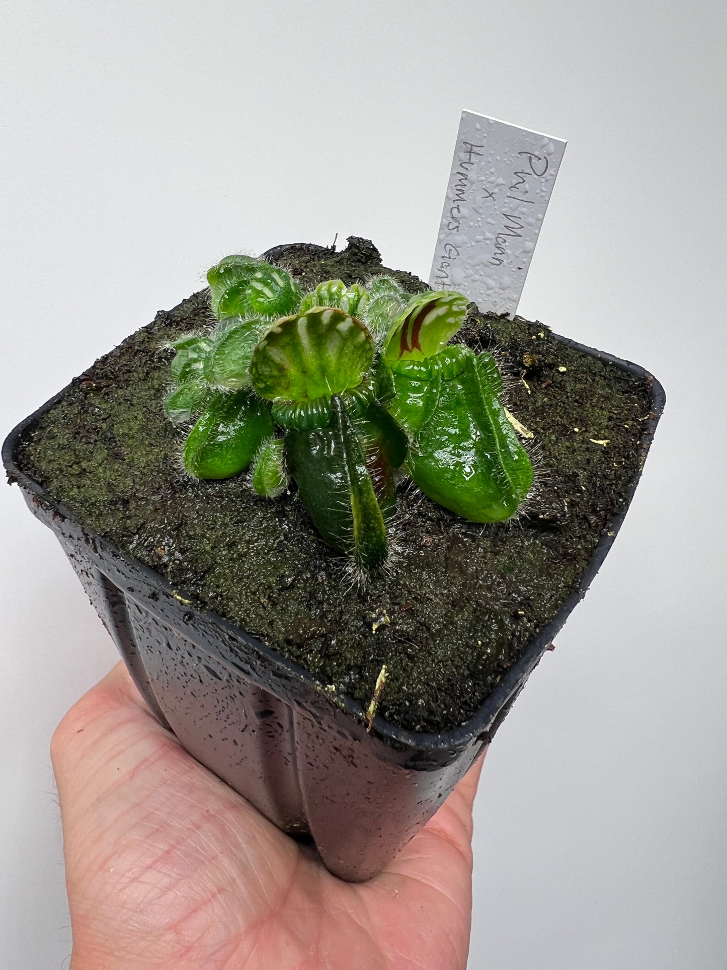 Cephalotus follicularis “Phil Mann” x “Hummers Giant”