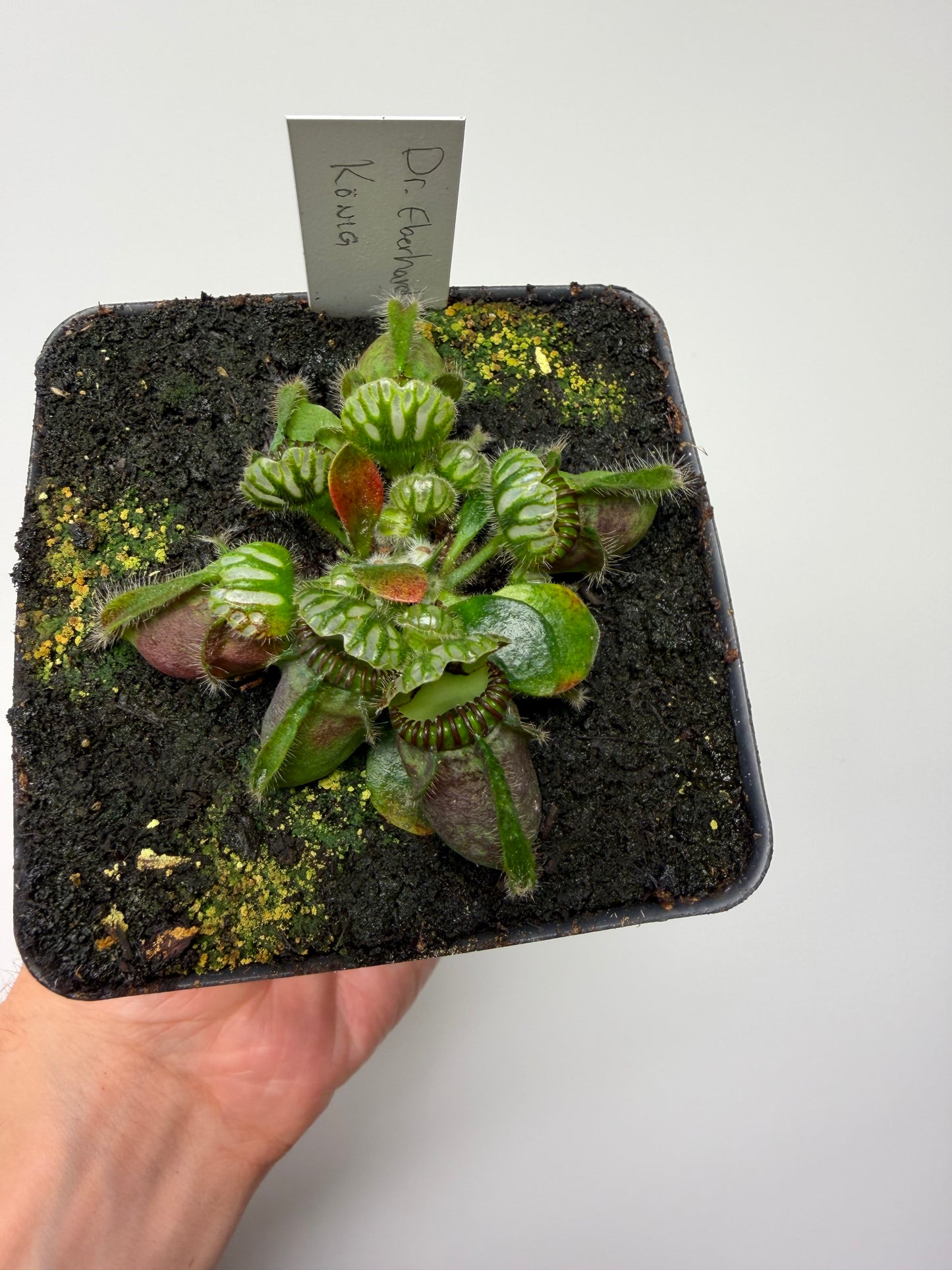 Cephalotus follicularis “Dr. Eberhard König”