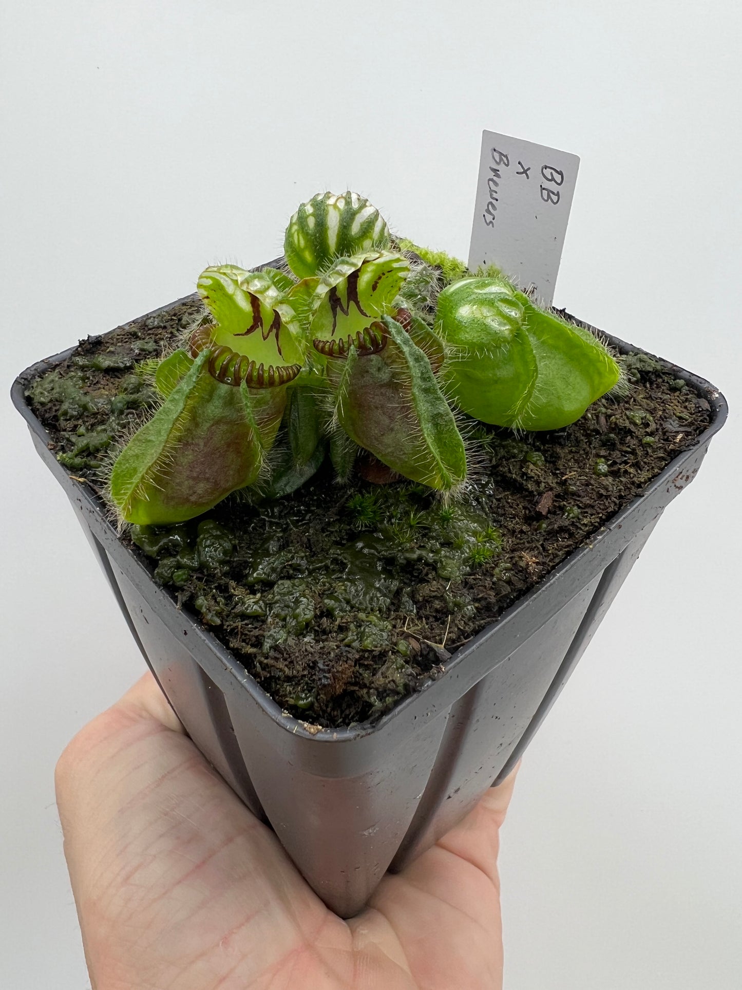 Cephalotus follicularis “Brewers Beauty” x “Brewers”