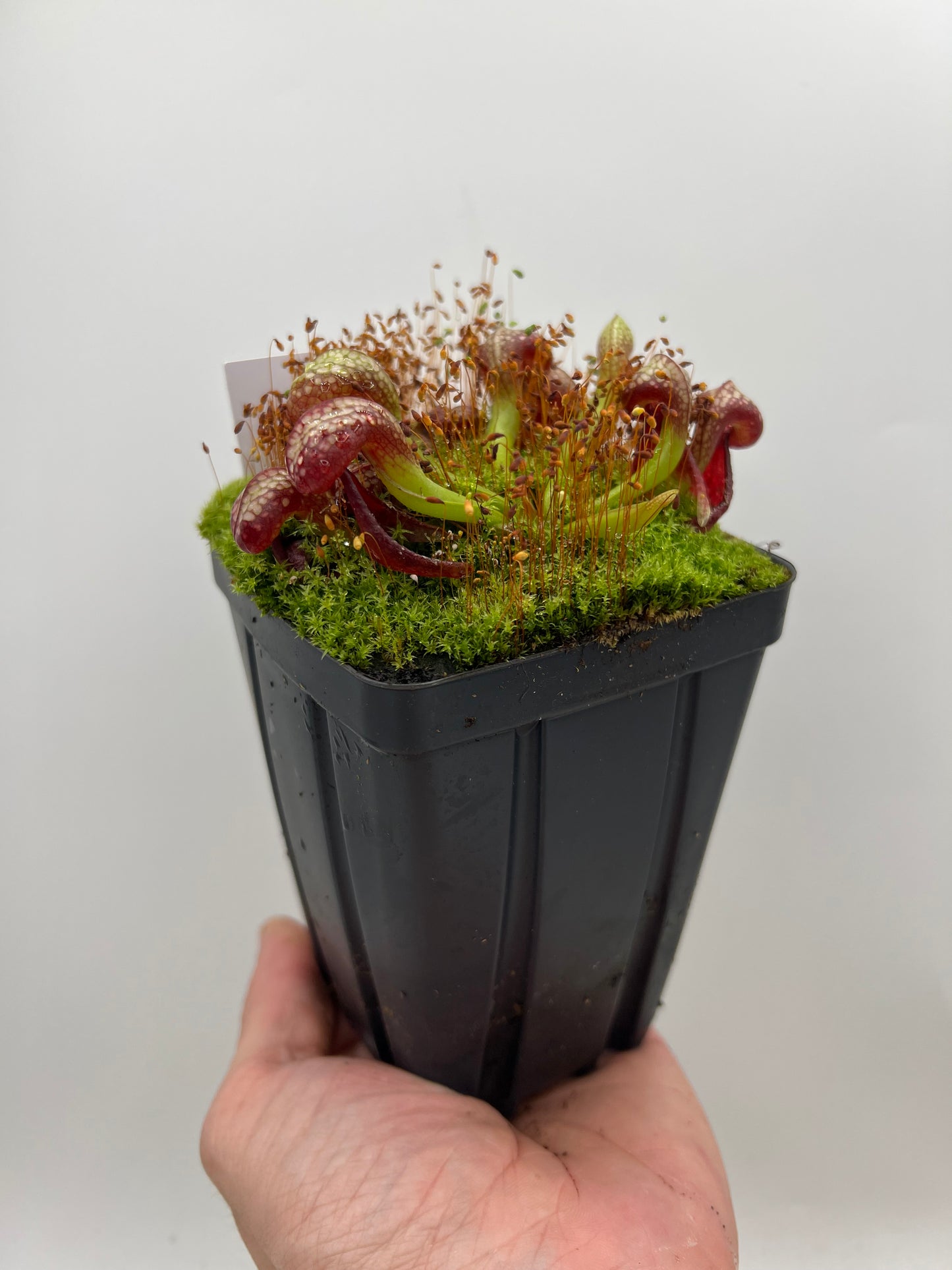 Darlingtonia californica (Cobra Pitcher Plant) - Seed Grown #154