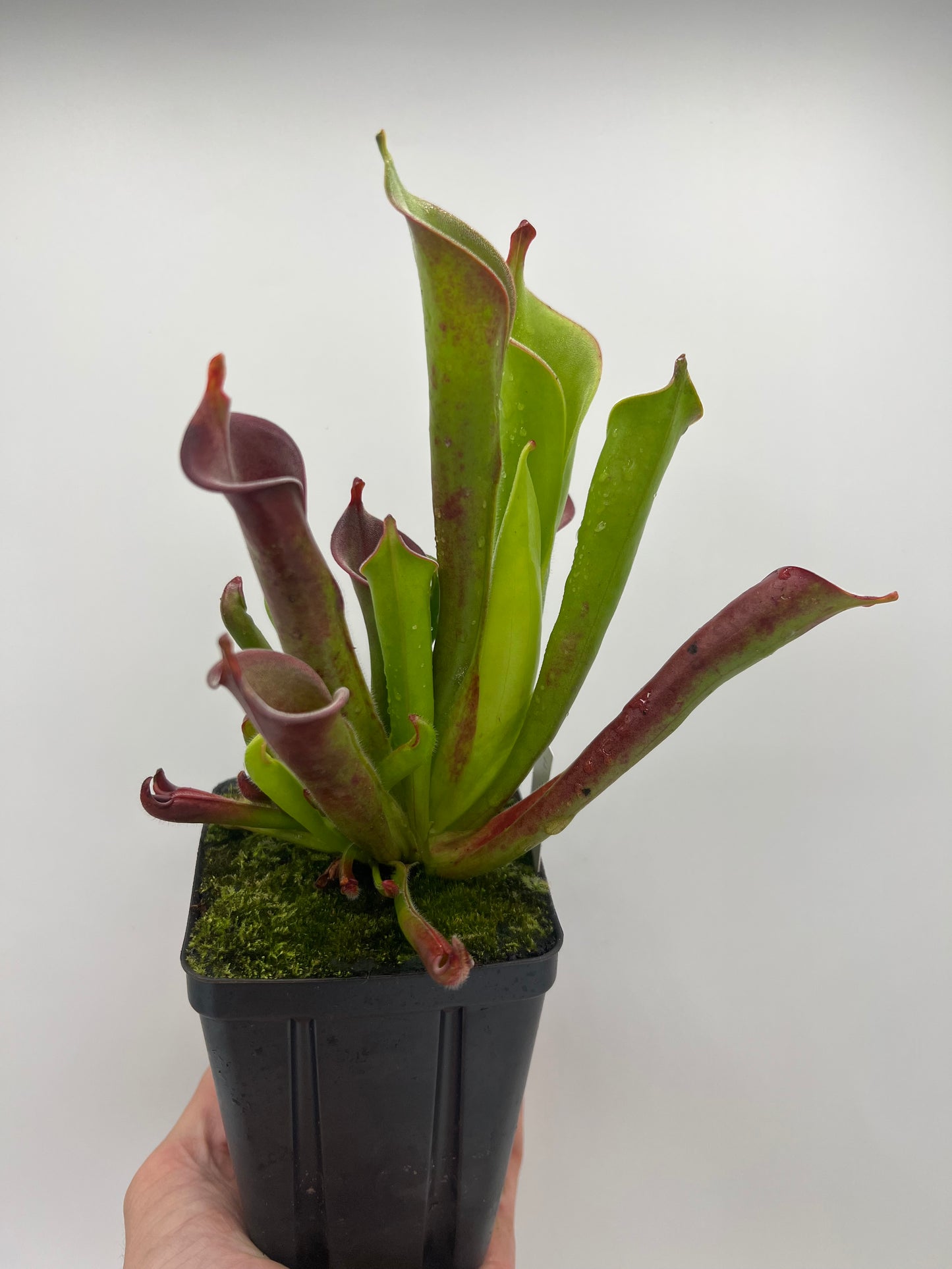 Heliamphora tatei (Cerro Duida)