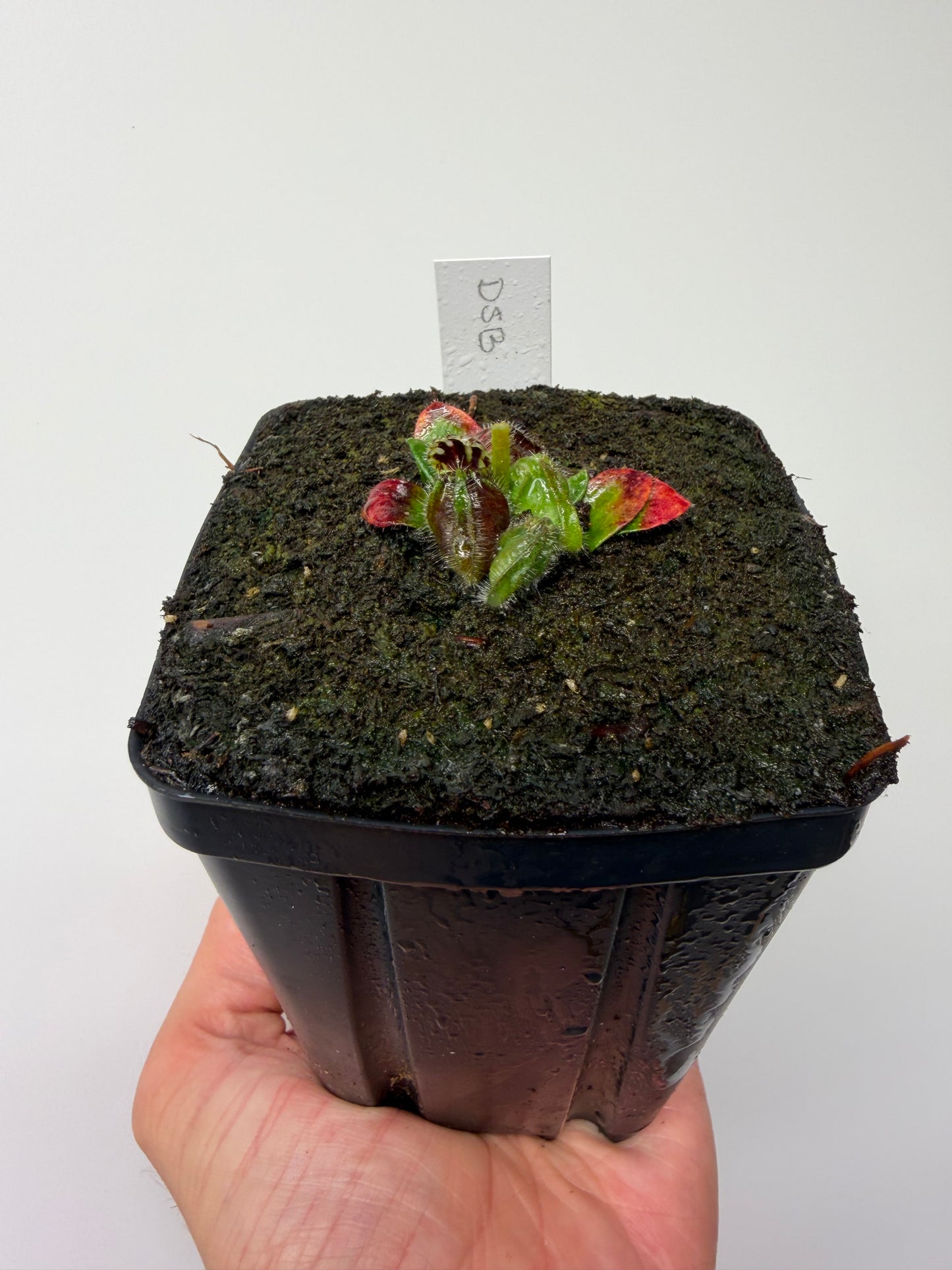 Cephalotus follicularis “David Švarc Black” - *Rare* (9)