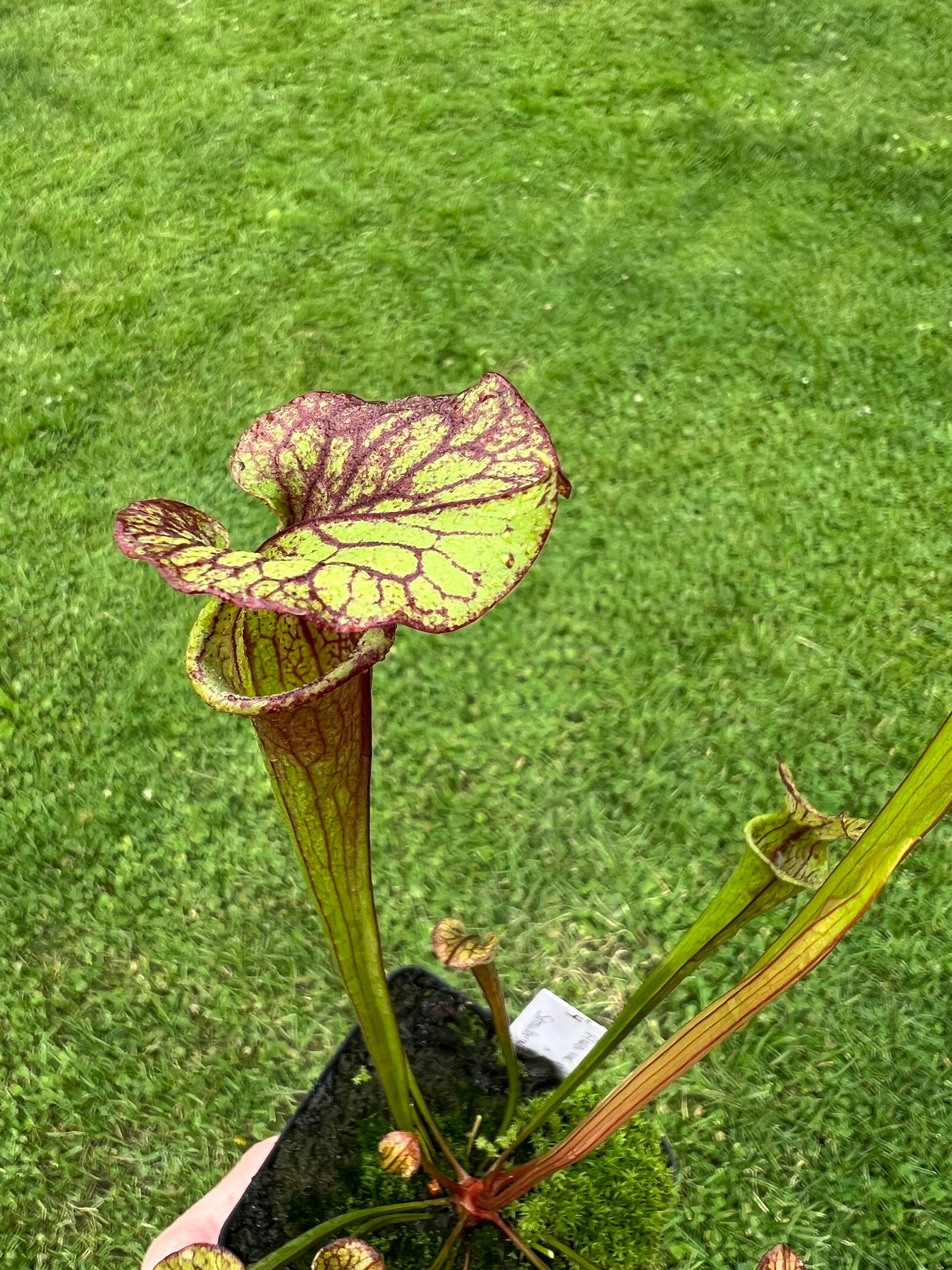 Sarracenia flava var. rubricorpora x “Strawberry Milkshake” - Seed Grown #4