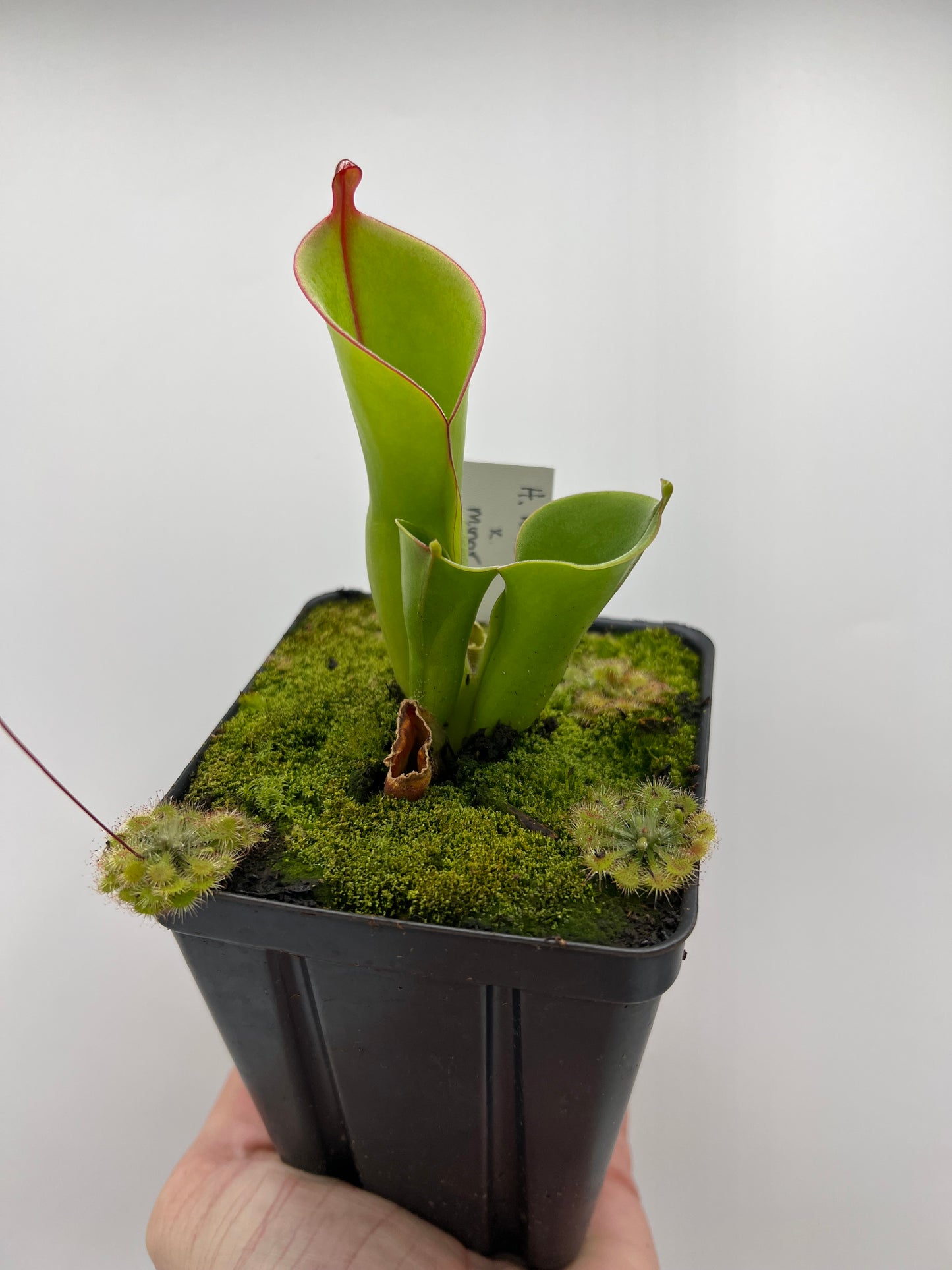 Heliamphora heterodoxa x minor