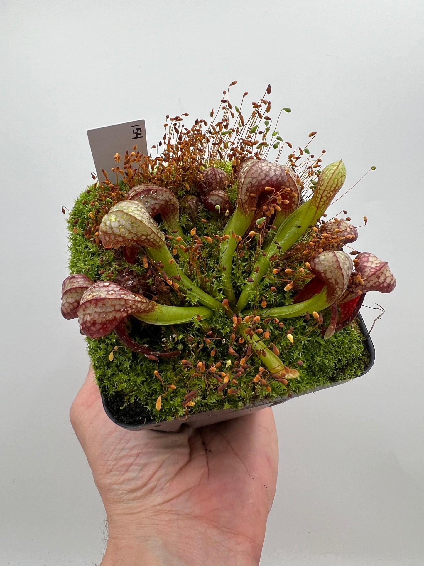 Darlingtonia californica (Cobra Pitcher Plant) - Seed Grown #154