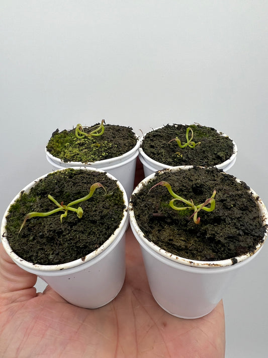 Darlingtonia californica - Seedlings