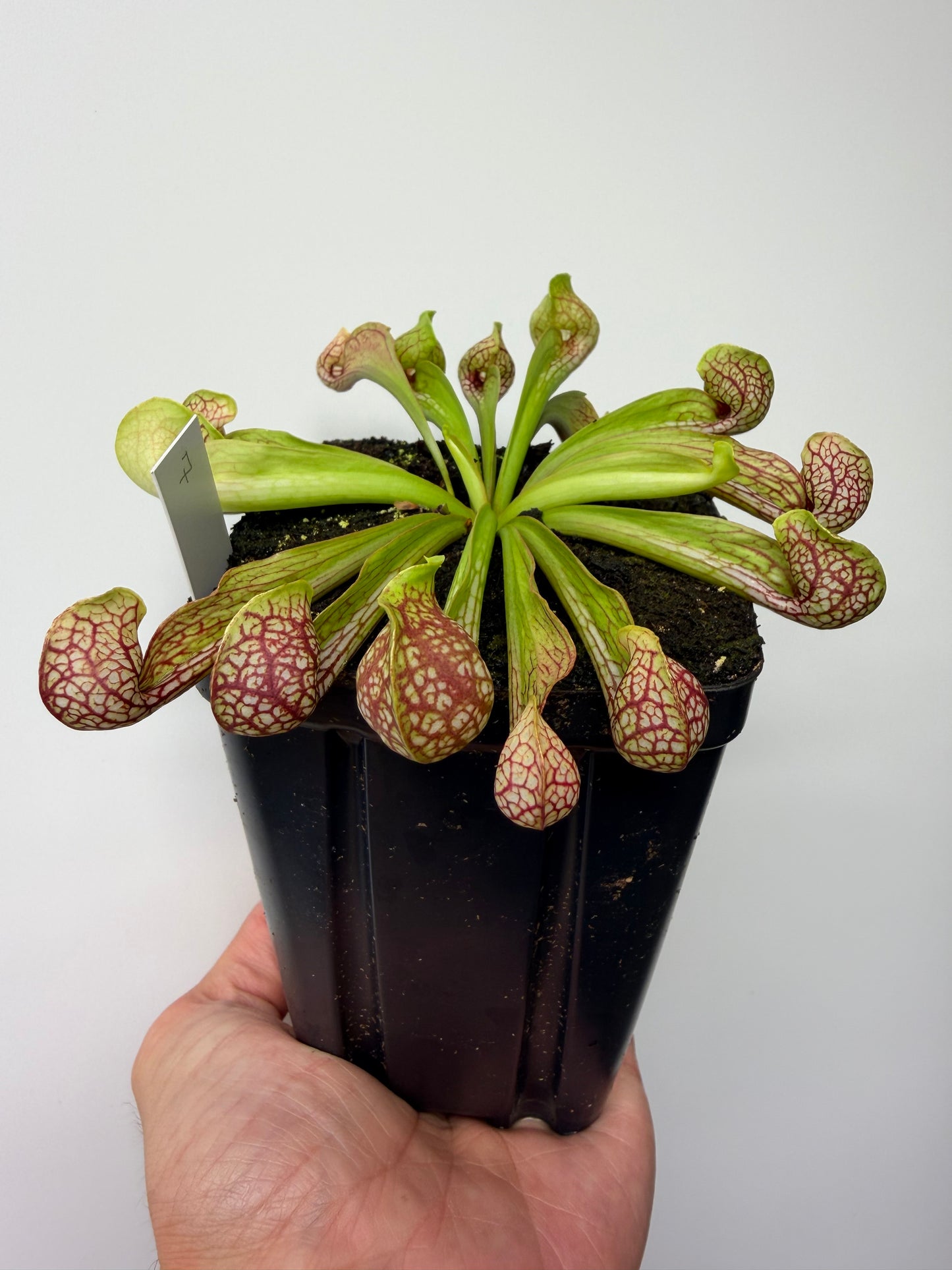 Sarracenia psittacina - “Turkey Hen Creek” - Seed Grown (7)