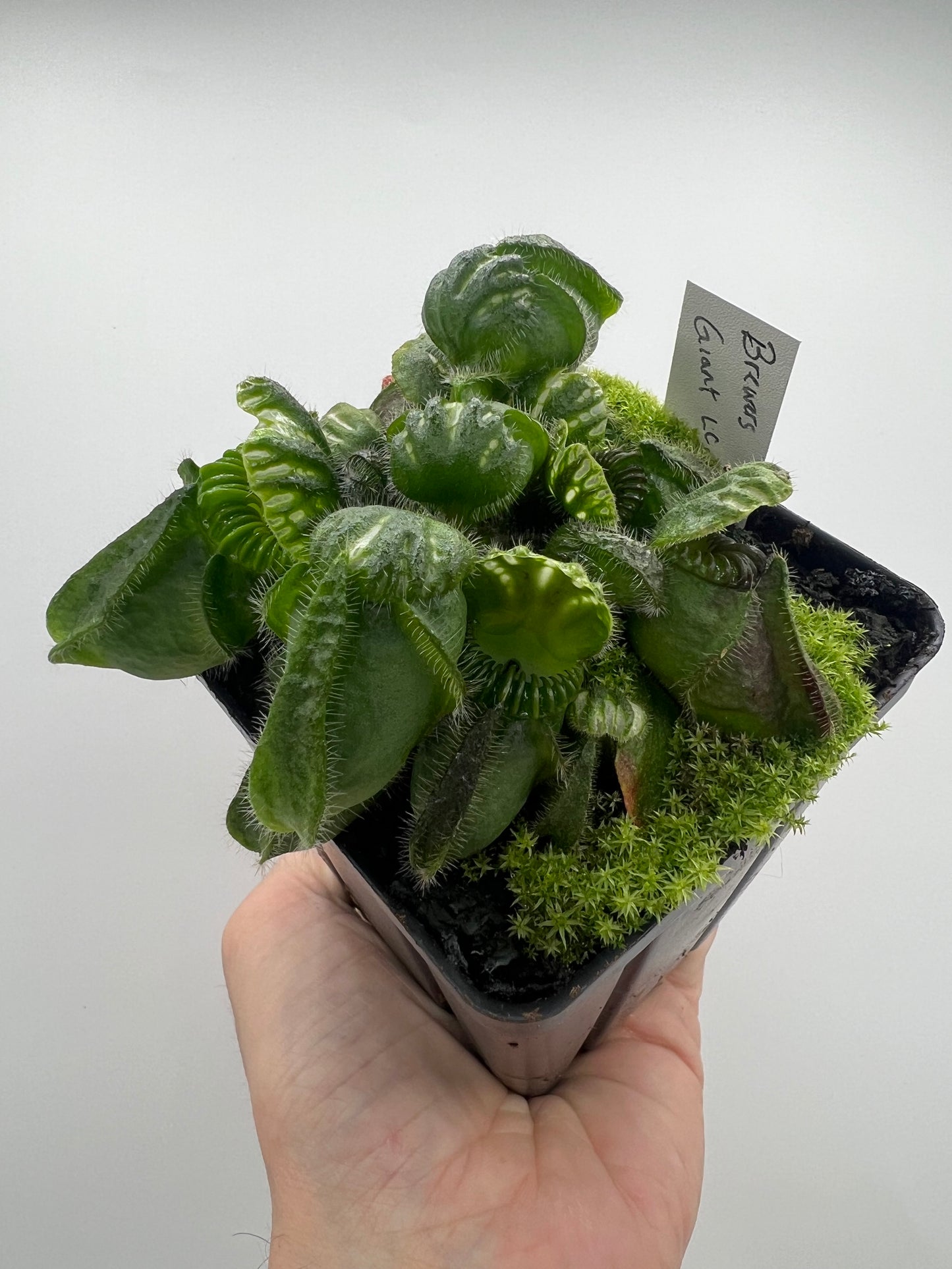 Cephalotus follicularis “Brewers Giant”
