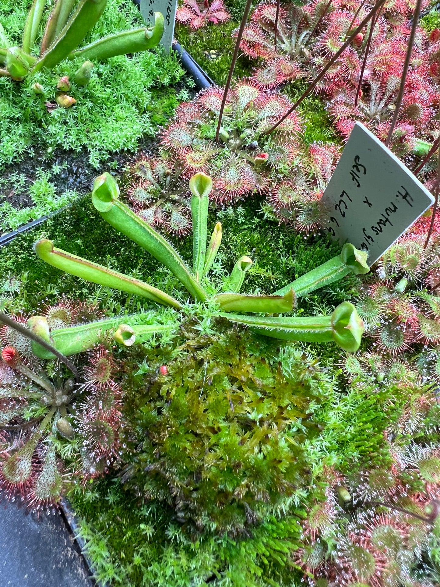 Heliamphora Nutans Giant x self (LC2 6.9.19)