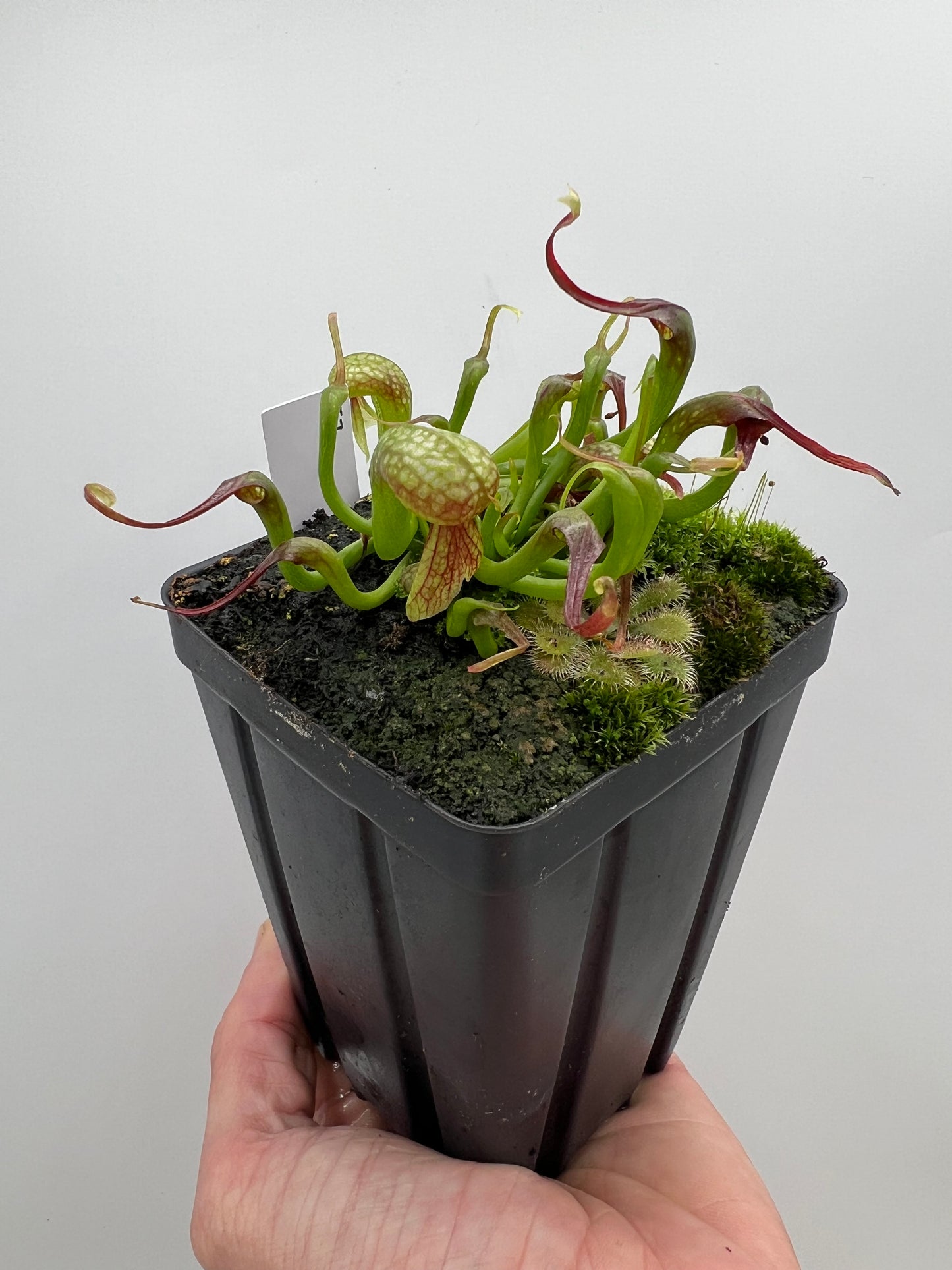 Darlingtonia californica (Cobra Pitcher Plant) - Seed Grown #157