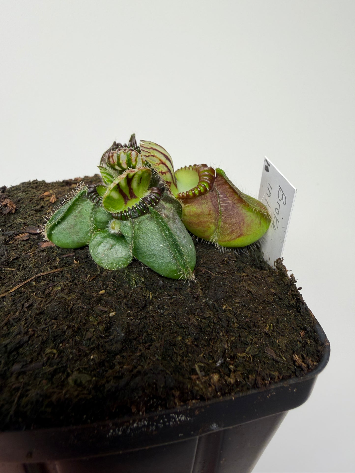 Cephalotus follicularis “Broke Inlet” (10)