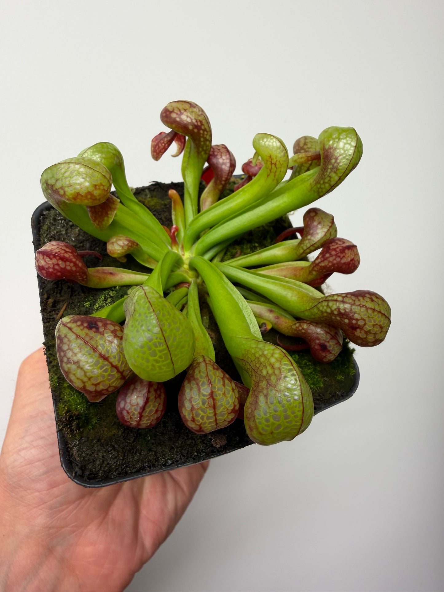 Darlingtonia californica (Cobra Pitcher Plant) - Seed Grown #214
